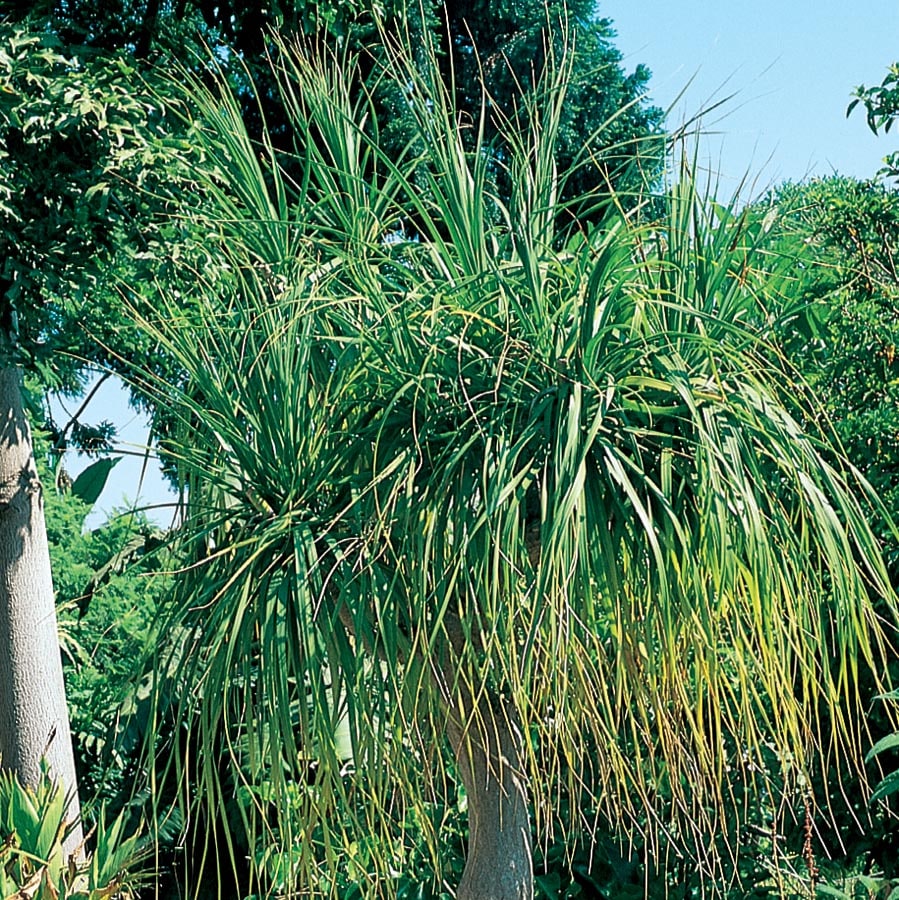 Lowe's NURSERY Ponytail Palm Feature Shrub in In pot (with soil) with White Blooms