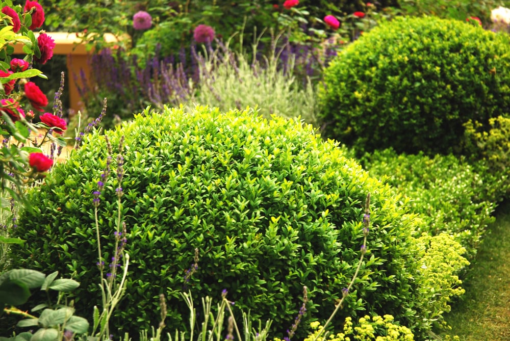 Spring Hill Nurseries 79015 shrubs - View #4