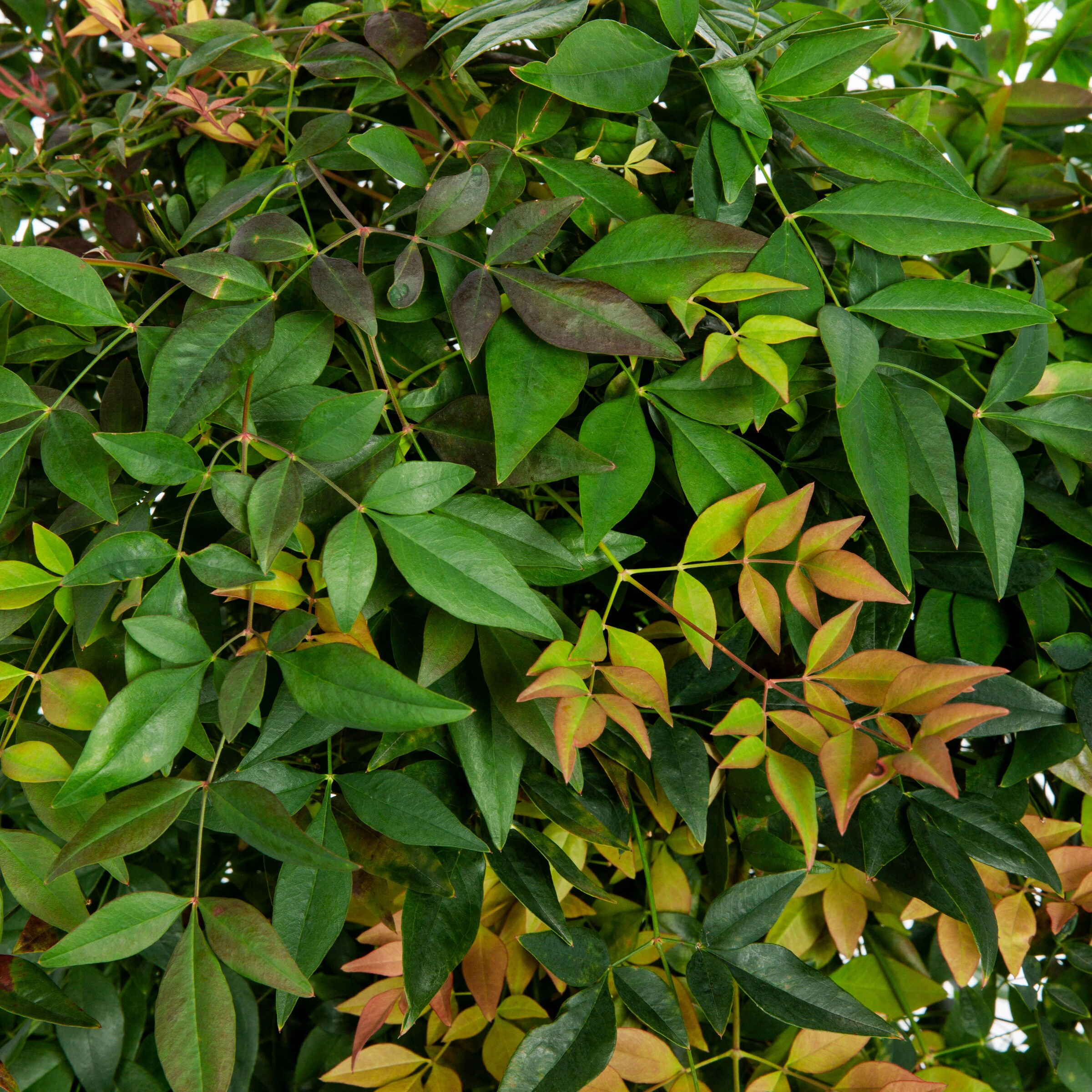 Lowe's NURSERY shrubs - View #2