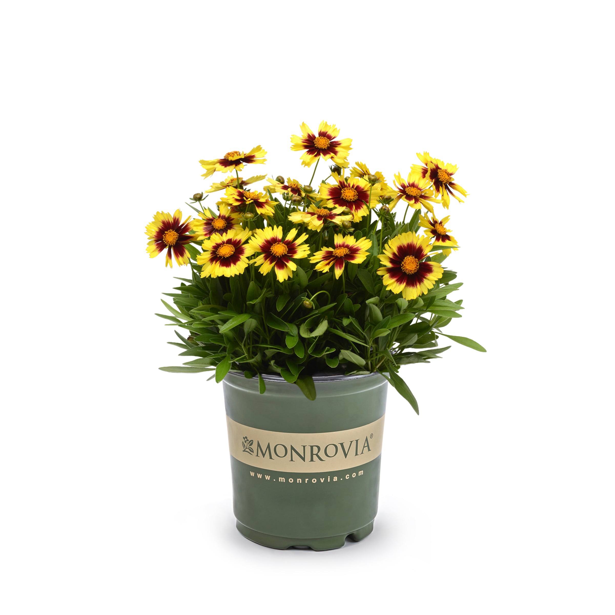 Monrovia NURSERY Yellow Uptick Yellow and Red Coreopsis Plant in 2.50 -Quart Pot 1 -Pack