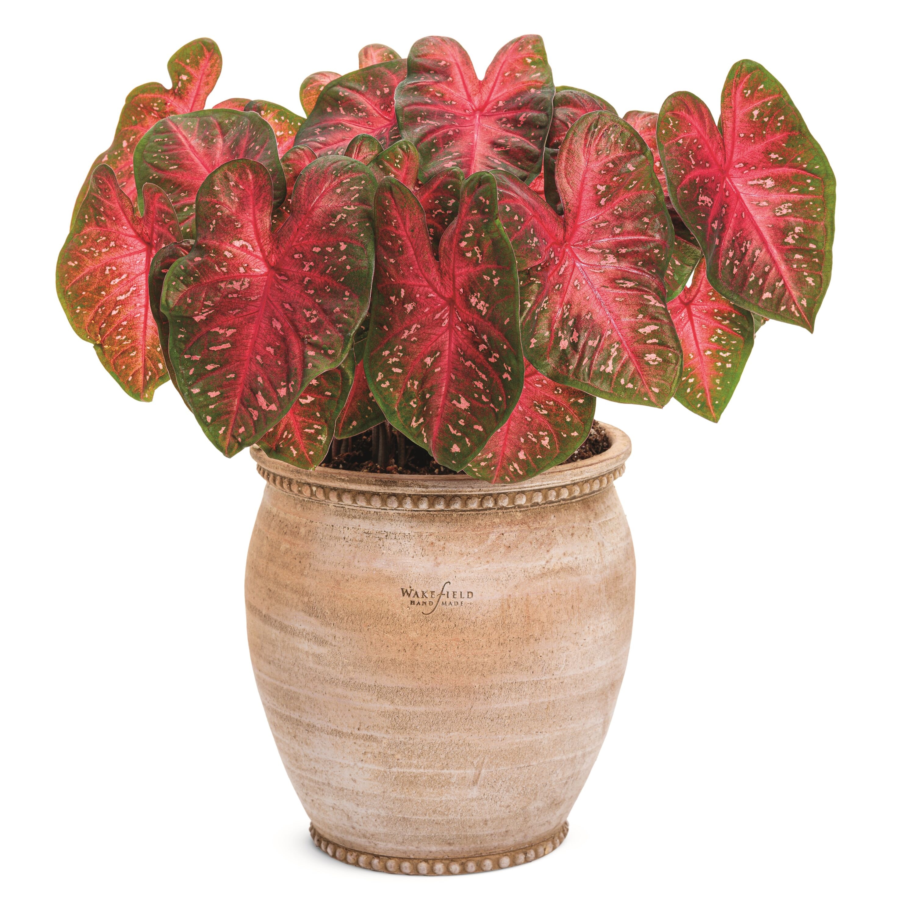 Proven Winners CLDPRW1207100 Fresh-Cut-Christmas-Decorations - View #6