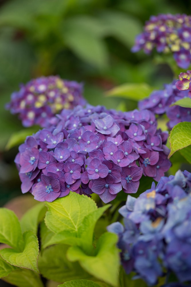 Spring Hill Nurseries 83439 shrubs - View #3