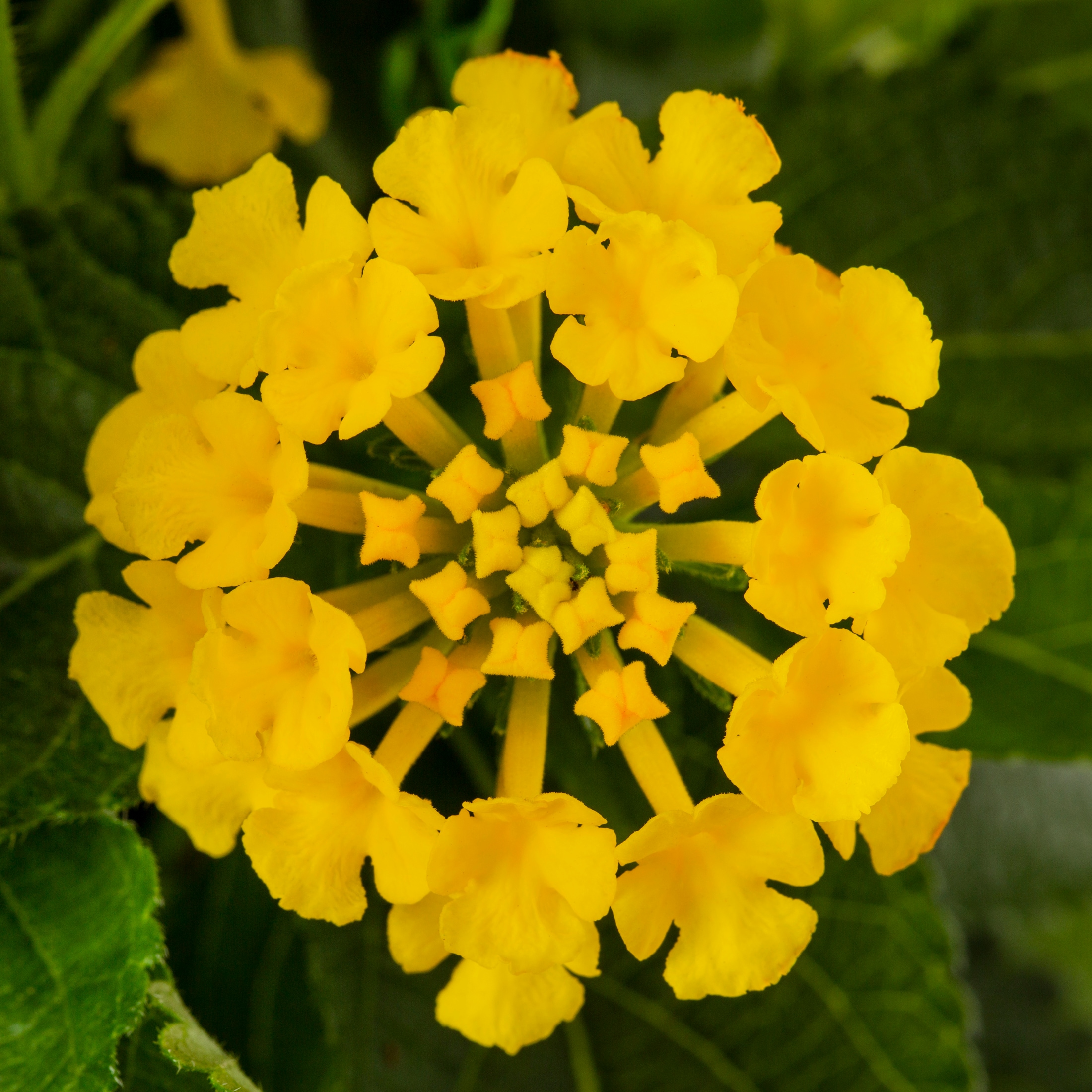 Metrolina Greenhouses 5173 annuals - View #2