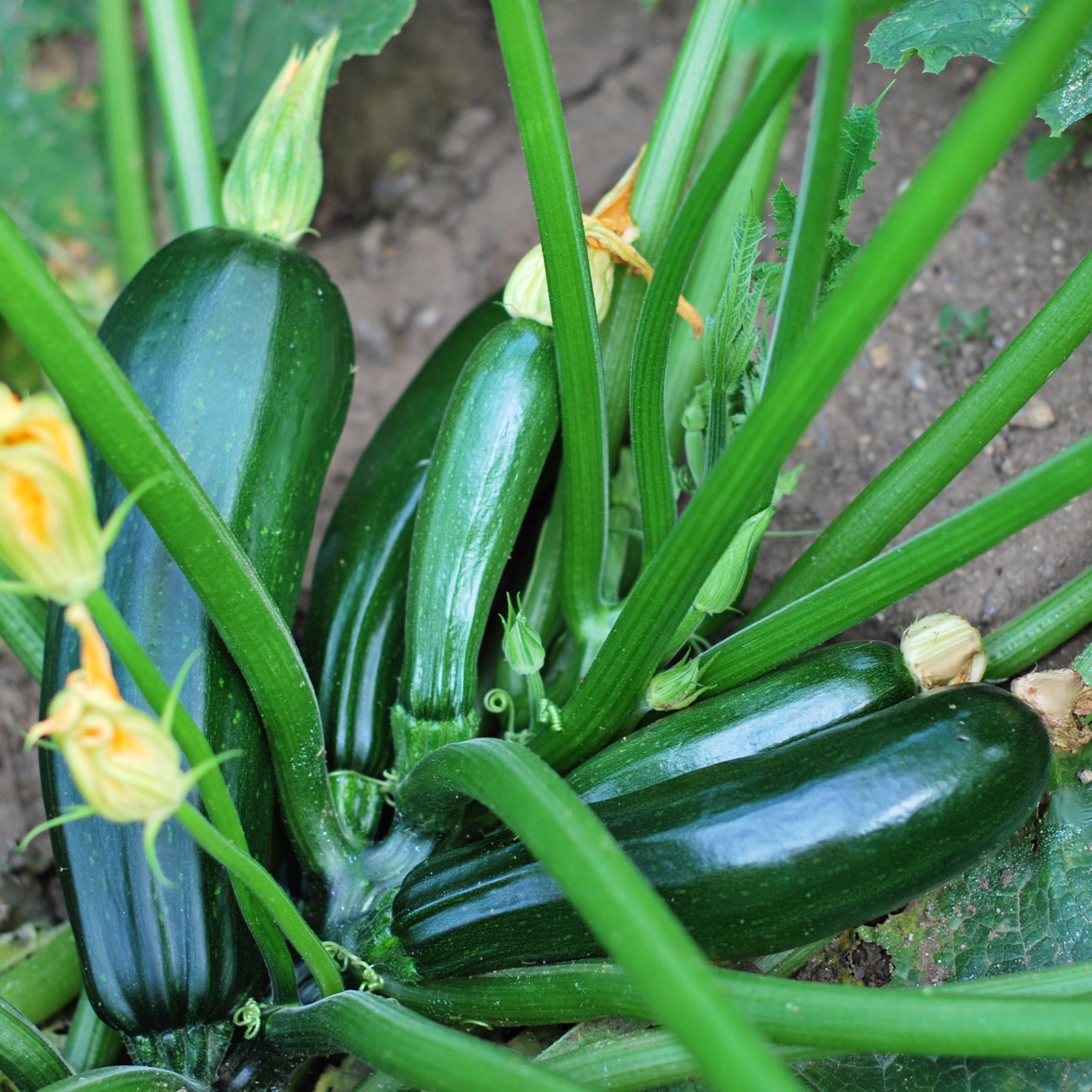 National Plant Network LW2247 Vegetable-Plants - View #3