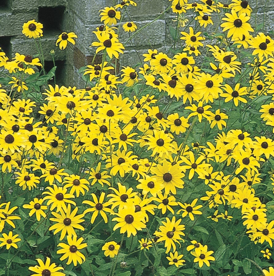 Lowe's NURSERY Yellow Black Eyed Susan Plant in 3-Quart