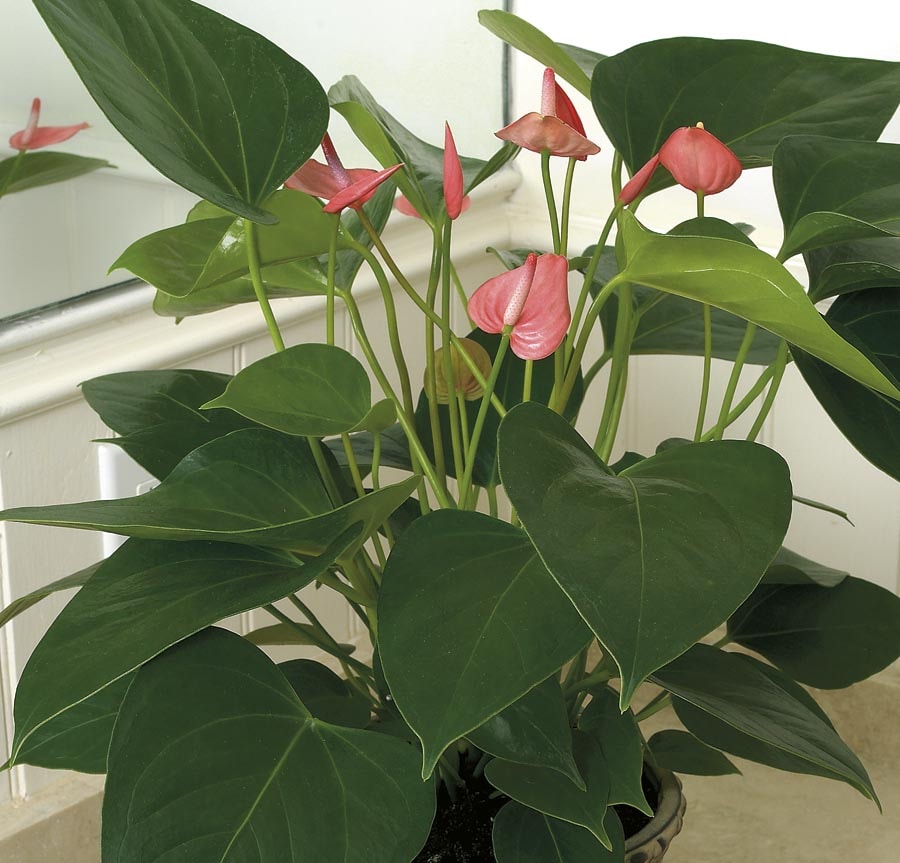 Lowe's NURSERY Mixed Anthurium House plant in
