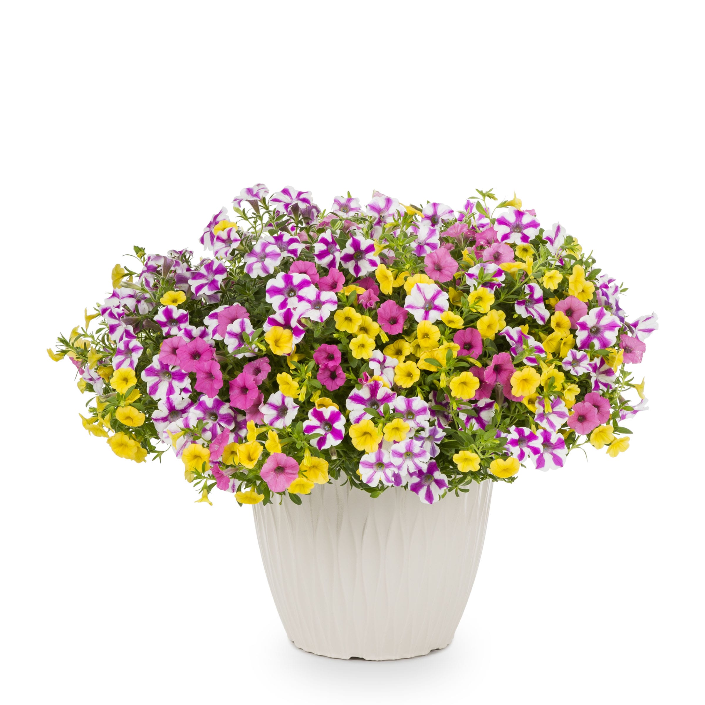 Lowe's 1510933 annuals - View #2