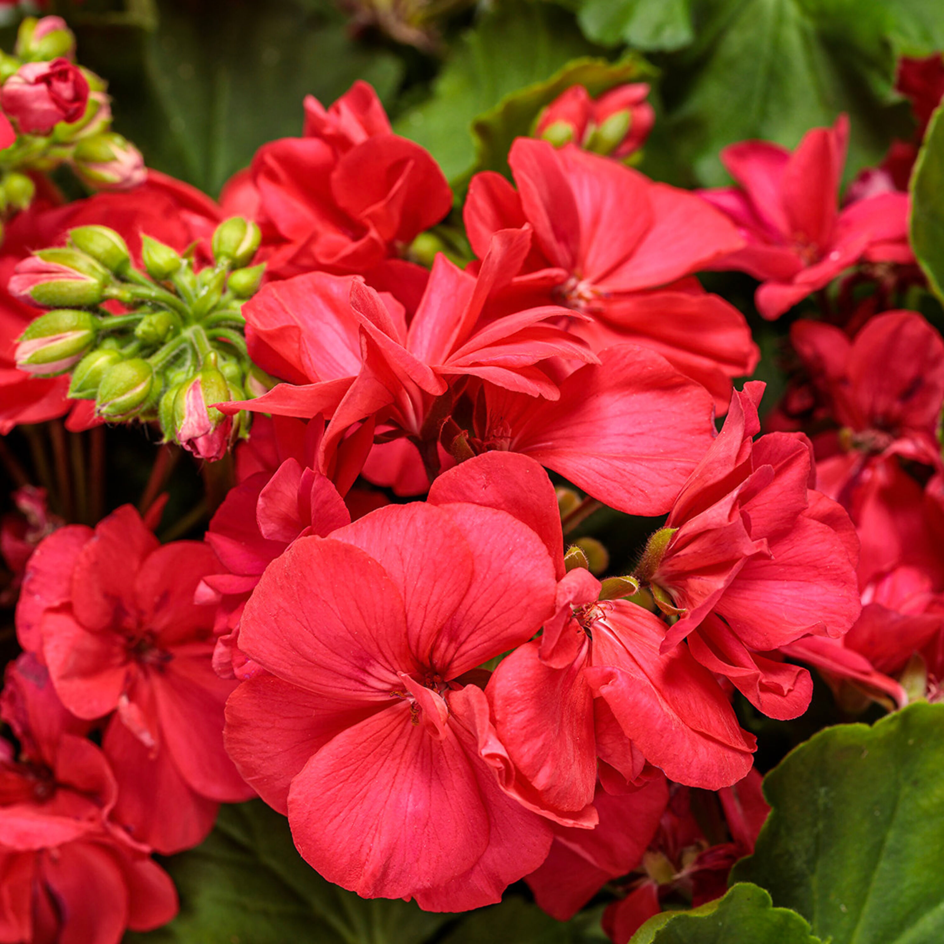 Proven Winners PELPRW1567504 Pink Geranium in 4.25-in Pot 4-Pack