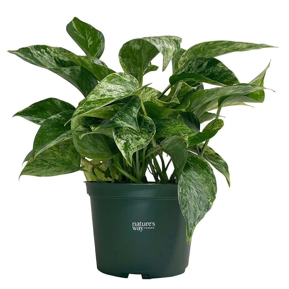  2079 Yellow Marble Queen Pothos House plant in 6 Inch(es) Pot 1 -Pack