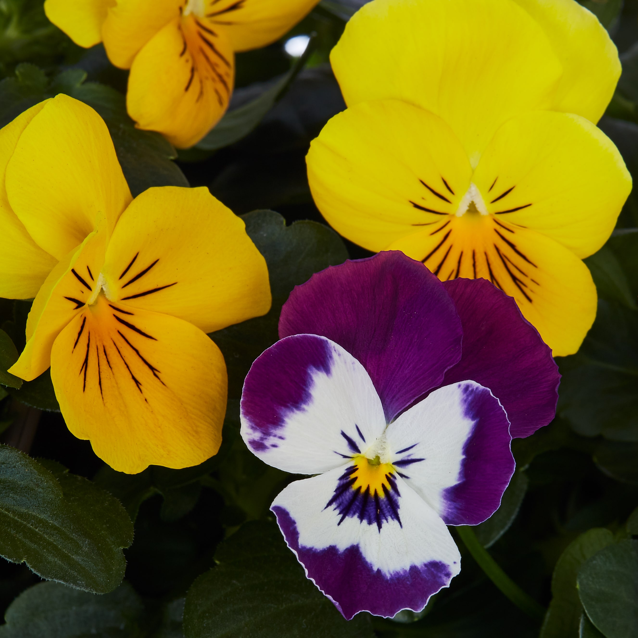 Lowe's NURSERY annuals - View #4