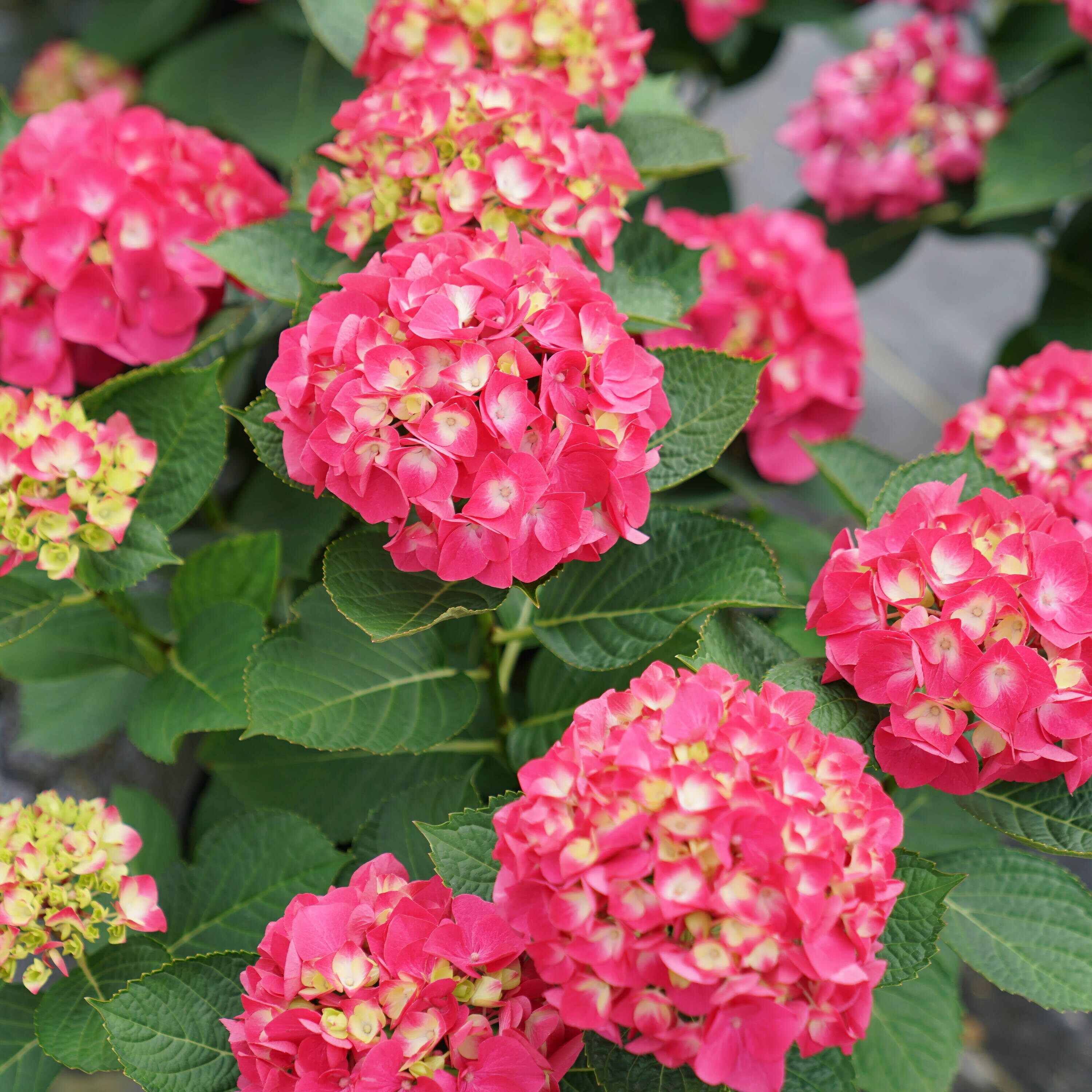 Proven Winners Multicolor Wee Bit Giddy Bigleaf Hydrangea (Macrophylla ...