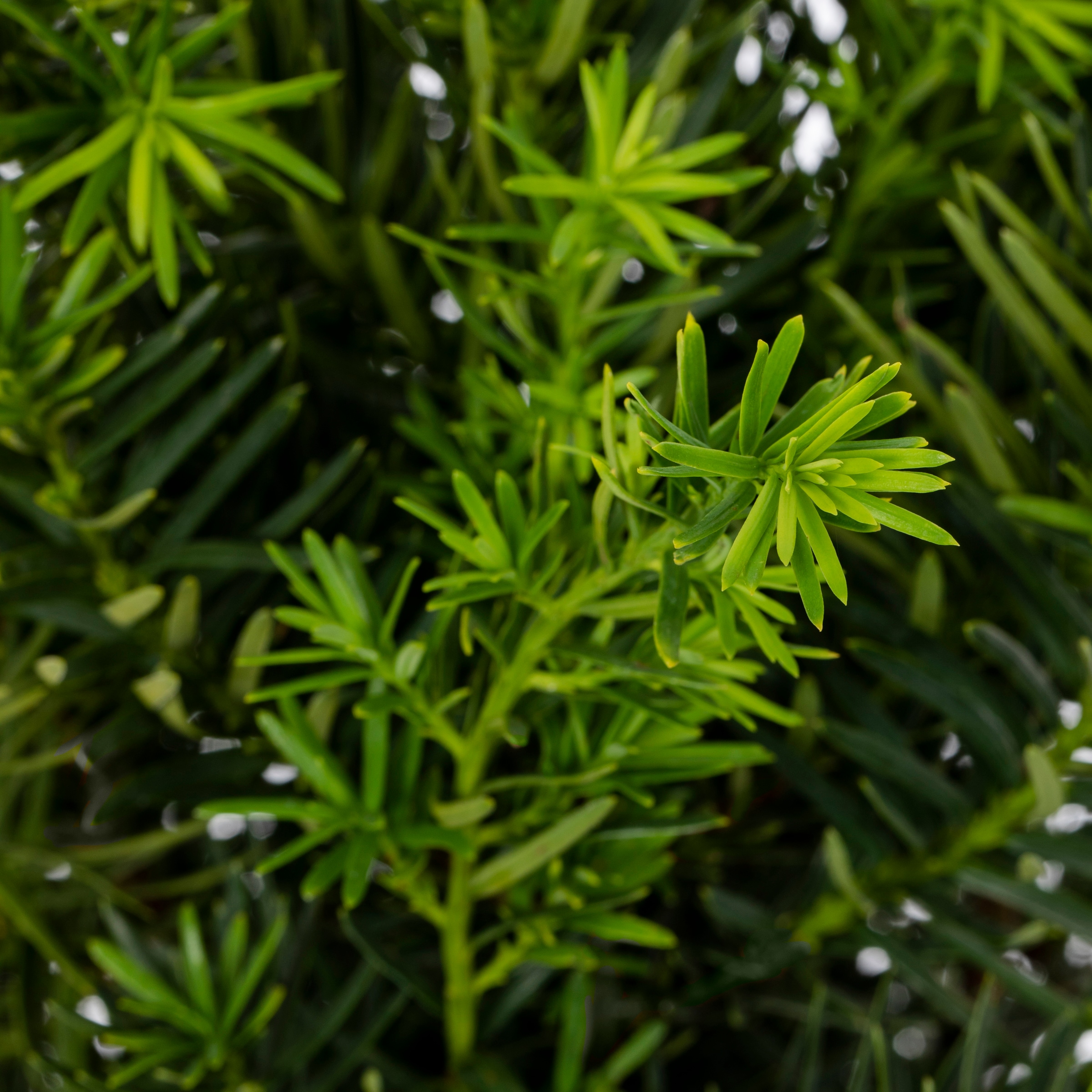 Lowe's PODMAK07G trees - View #2
