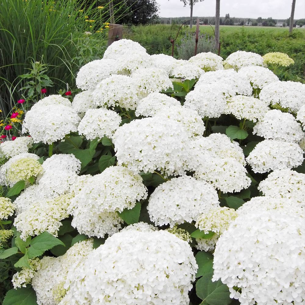 Brighter Blooms 13546 shrubs - View #2