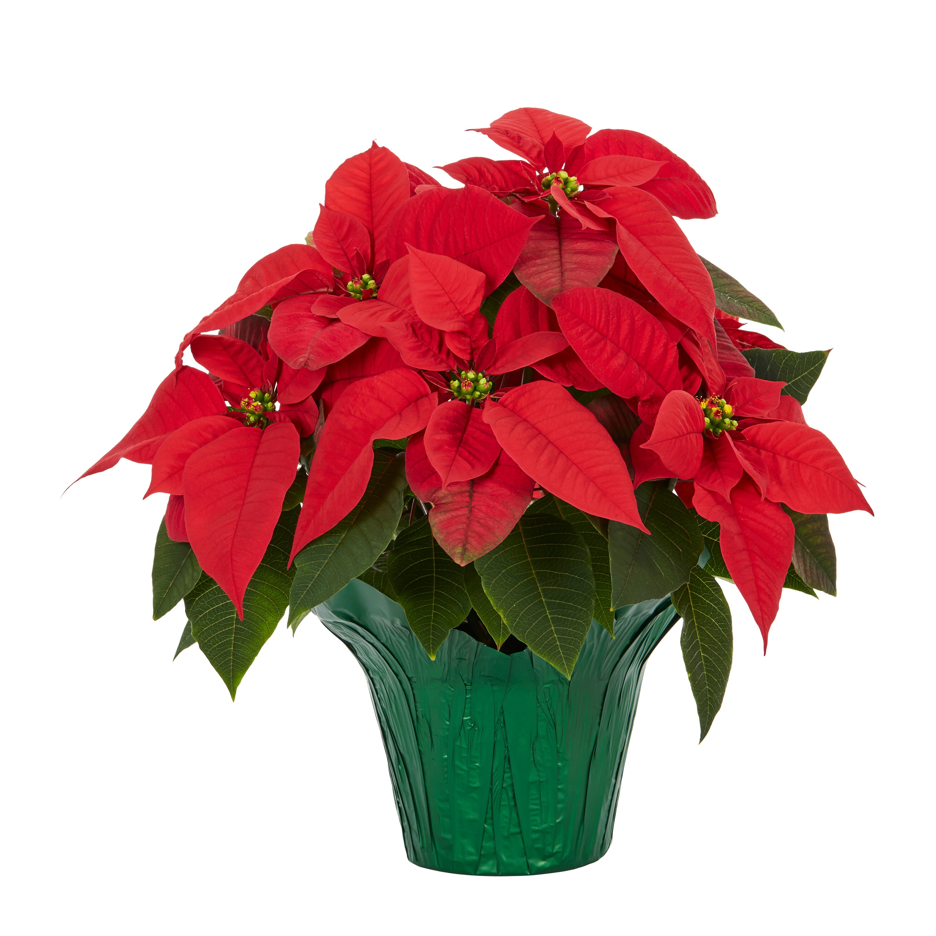Metrolina Greenhouses 5231 Fresh-Cut-Christmas-Decorations - View #4