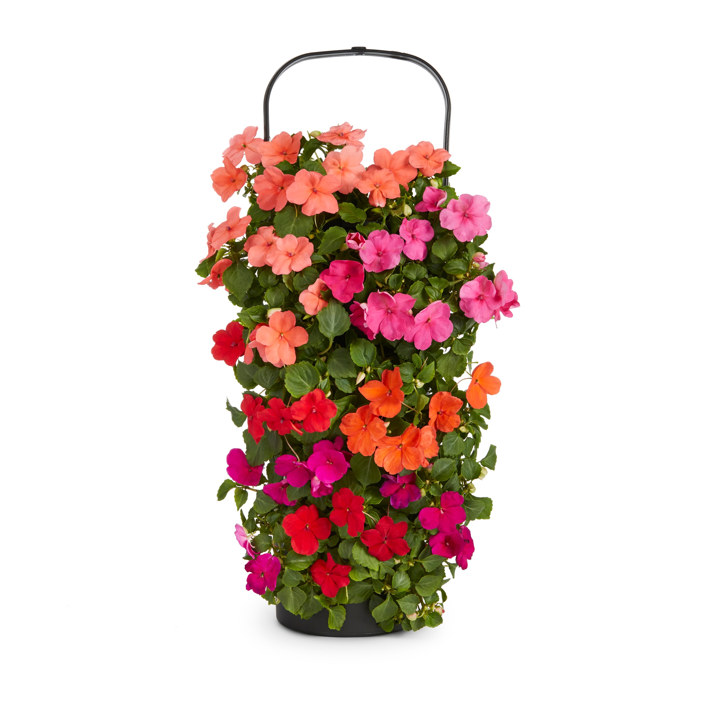 Lowe's NURSERY Multicolor Impatiens in 1.59 Gallon(s) Pot 1 -Pack
