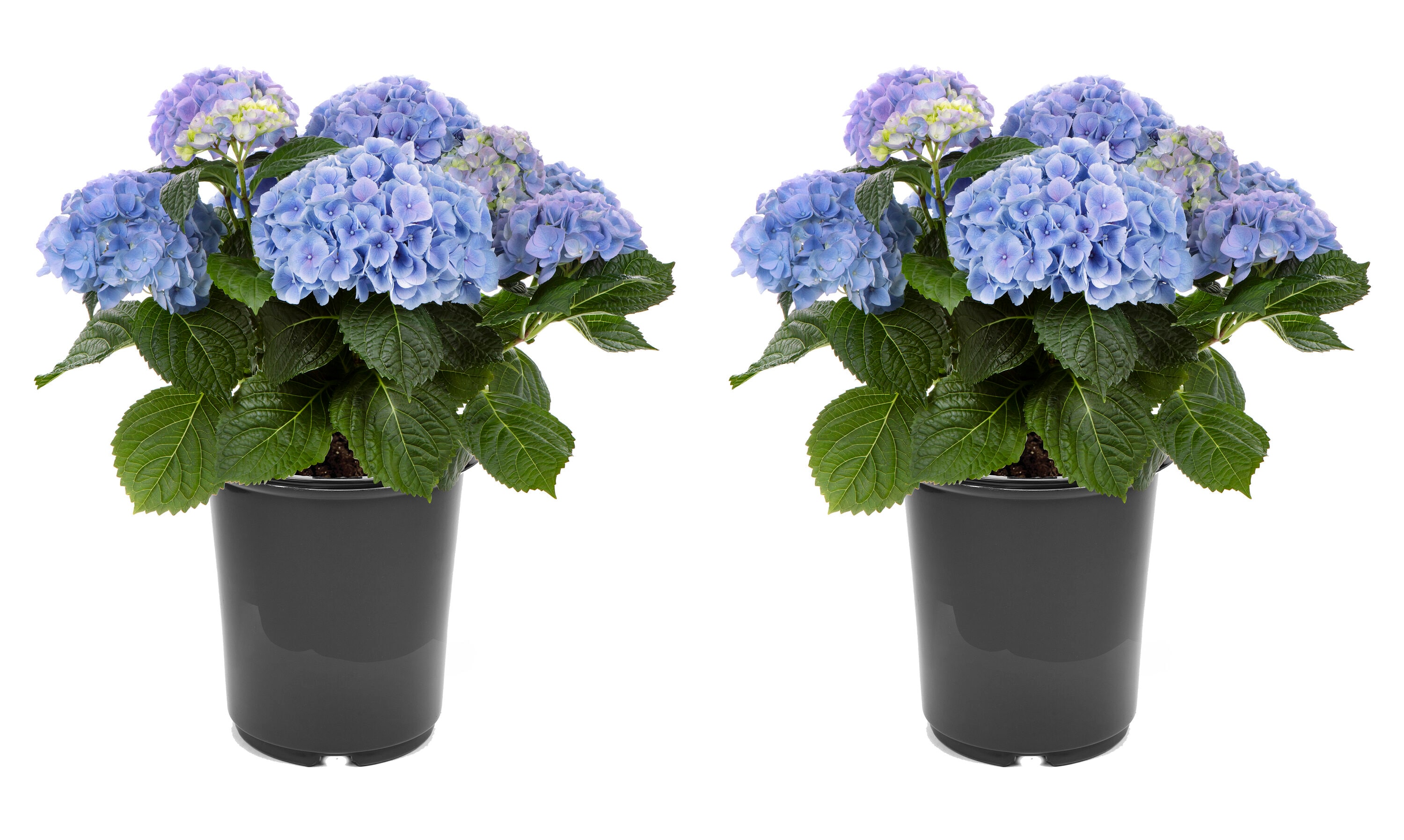  3068 Hydrangea macrophylla 'Hi River Blue' Flowering Shrub in 2.5 -Quart Pot 2 -Pack with Blue Blooms