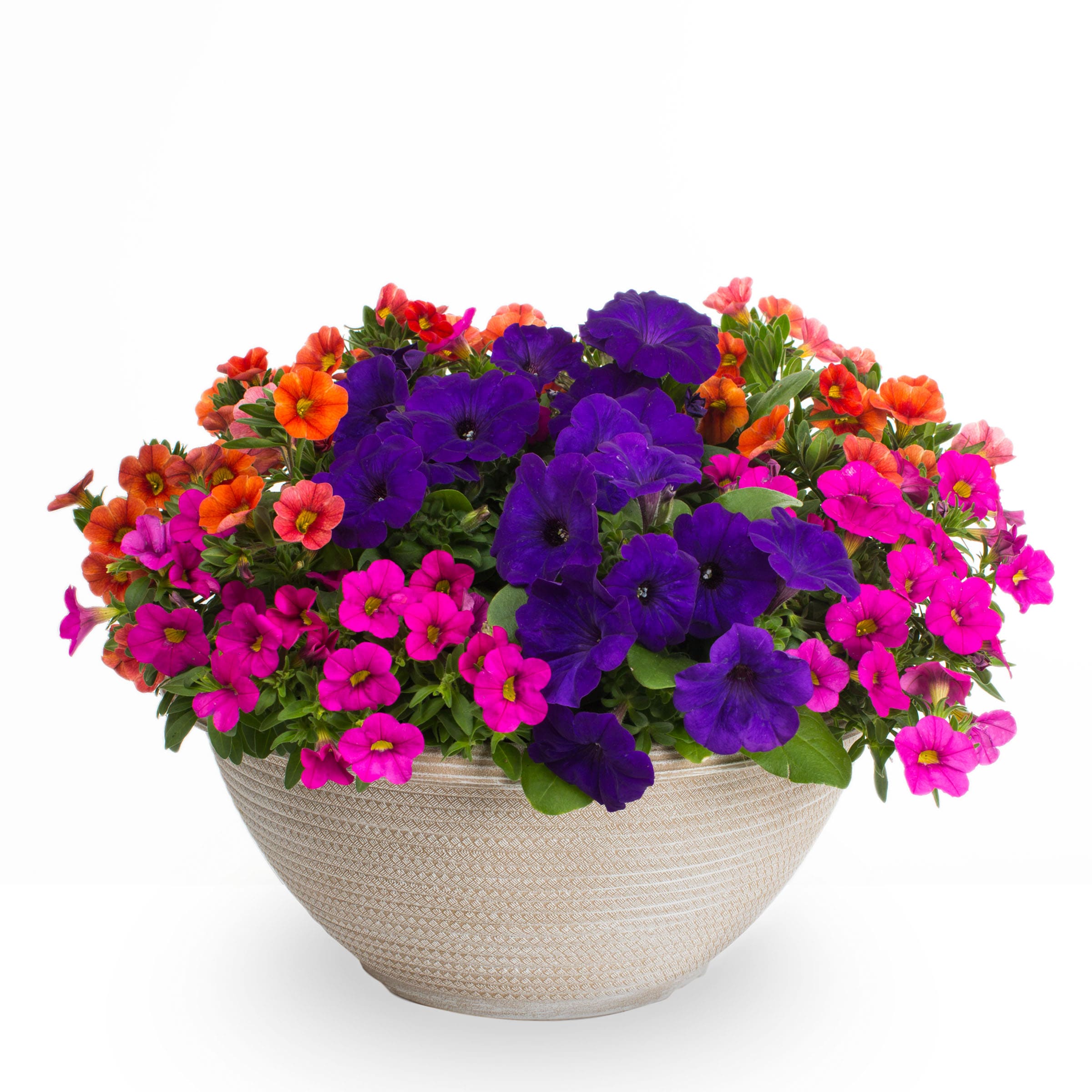 Lowe's NURSERY Multicolor Confetti Super Mom in 2.5 Gallon(s) Planter