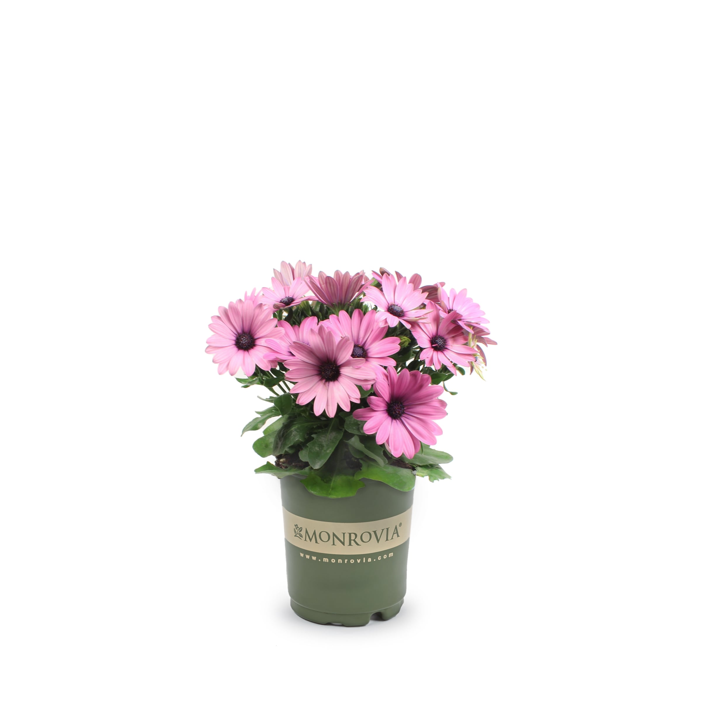 Monrovia 5751692 Red Mum in 1.5 Pint Pot 1 -Pack