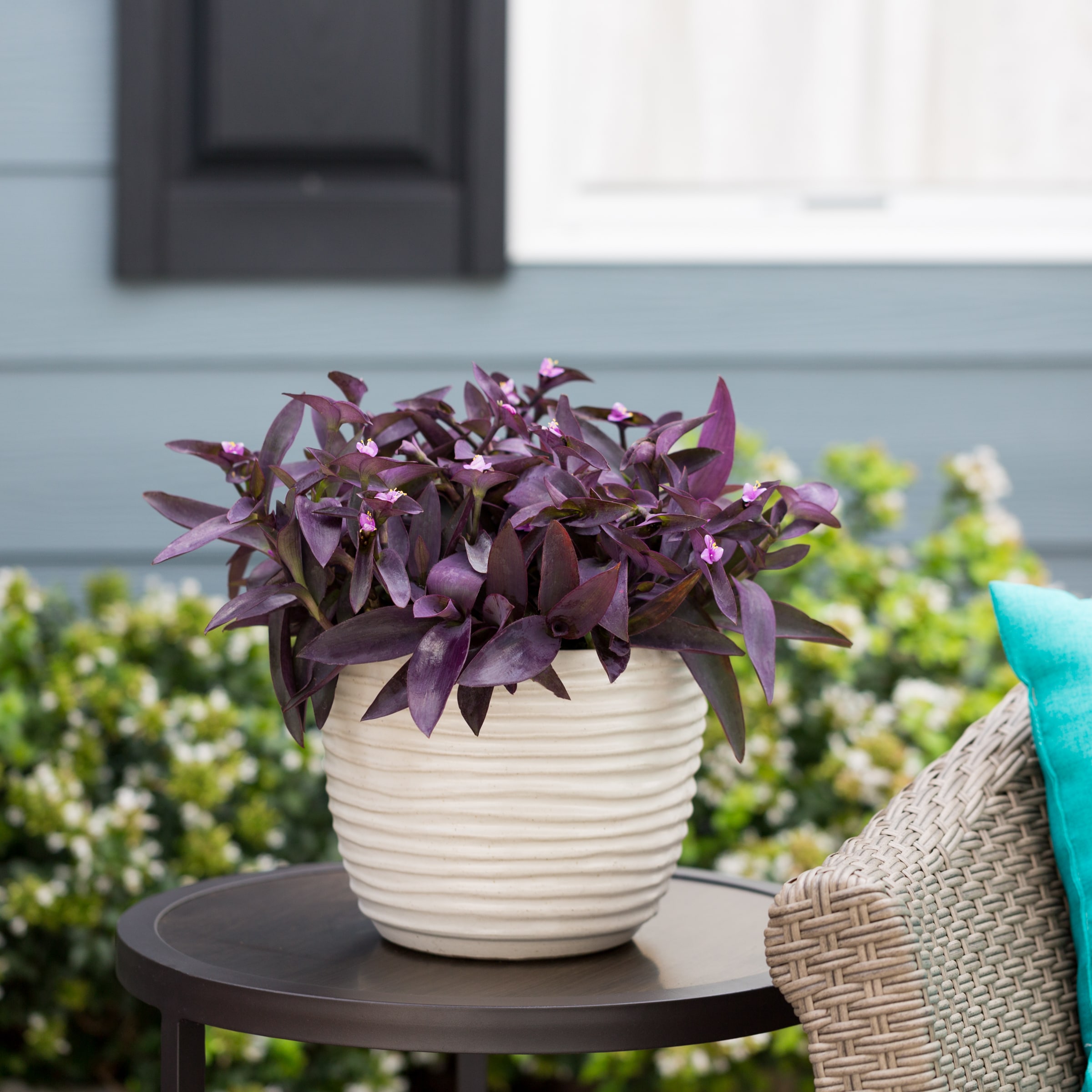 Lowe's 173165 annuals - View #3