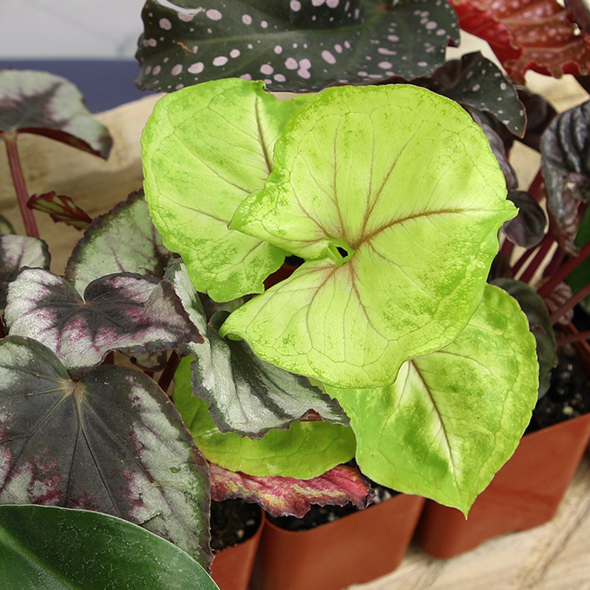 Altman Plants 0881360 hseplants - View #3