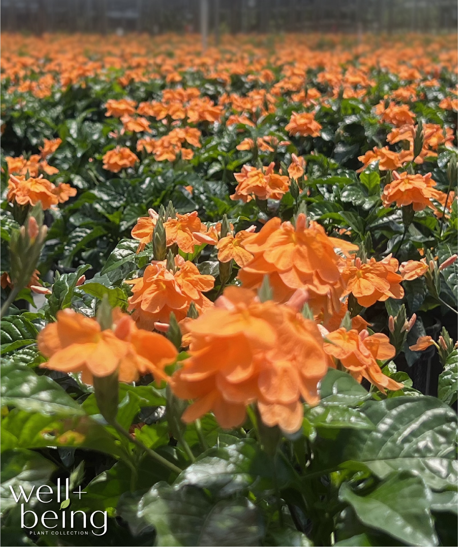  03420 perennials - View #4
