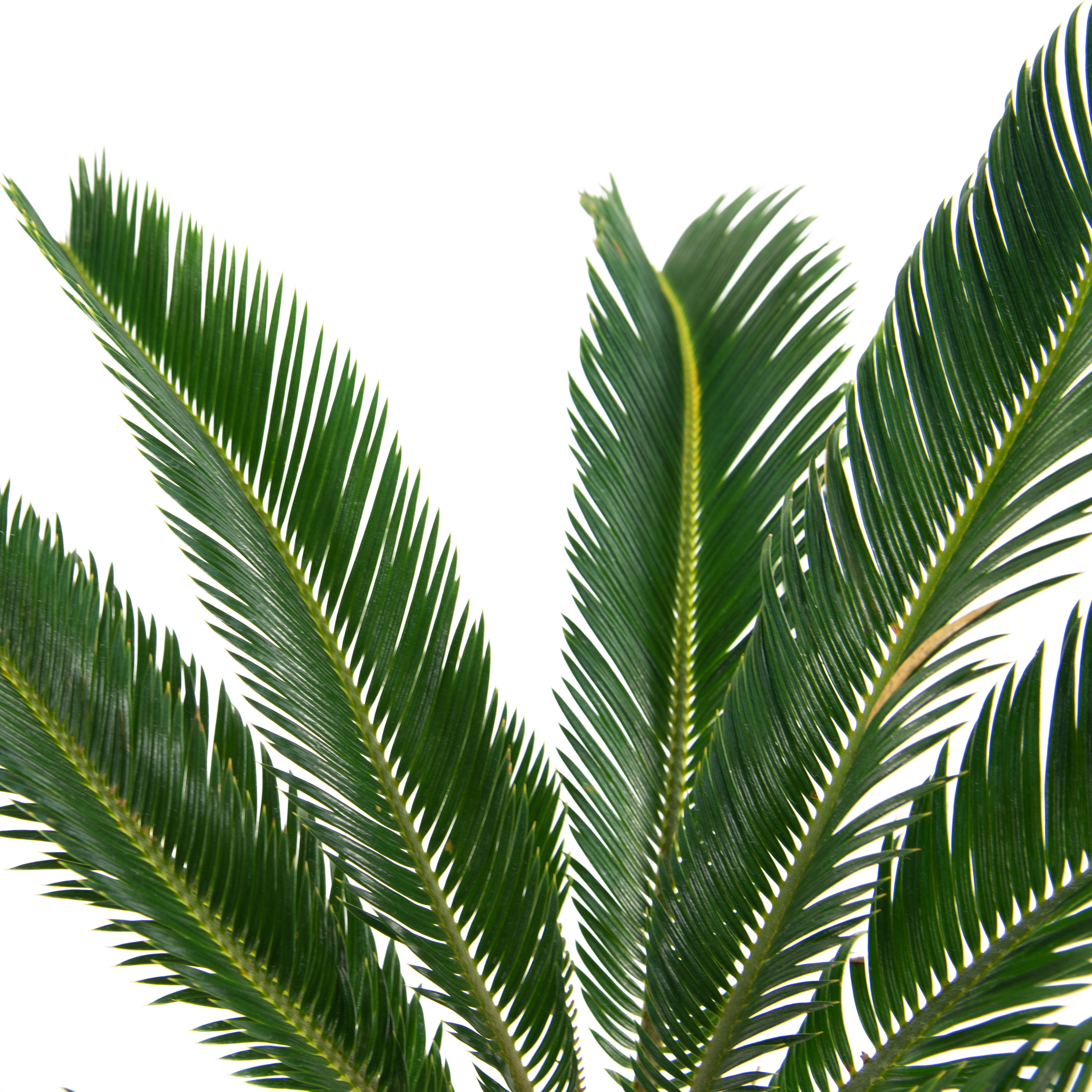 National Plant Network LW7693 hseplants - View #2