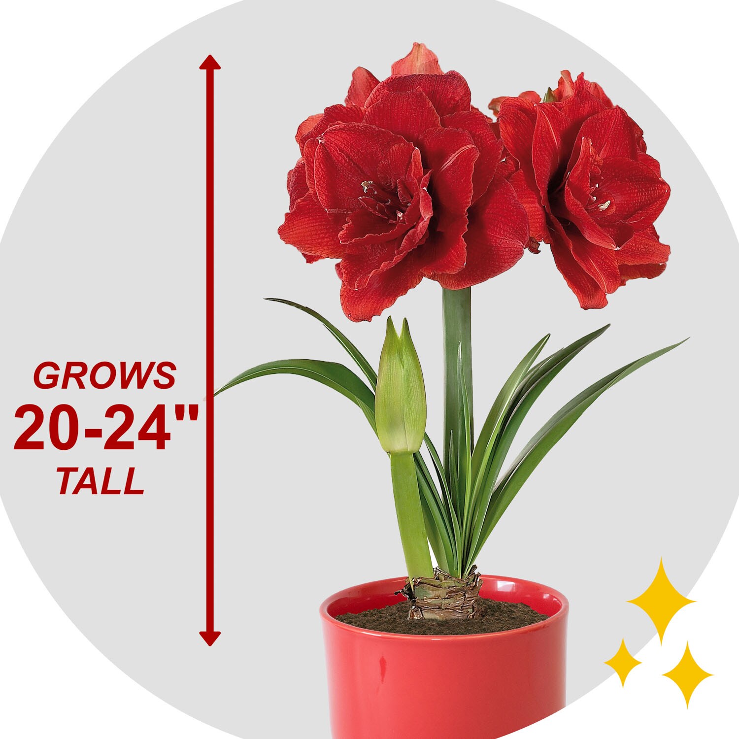 Garden State Bulb ECH-43-01-01 Plant-Bulbs - View #3