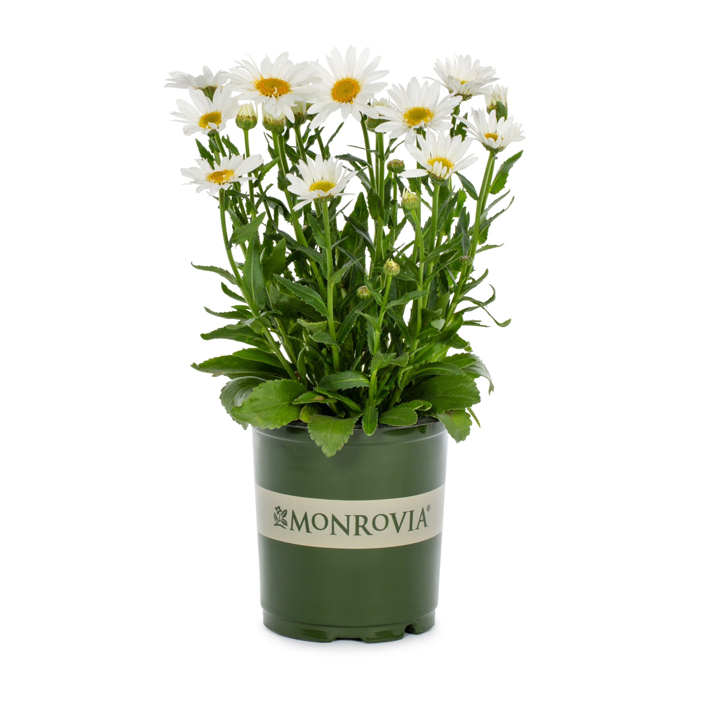 Monrovia NURSERY Multicolor Daisy Plant in 2.5 -Quart Pot 1 -Pack