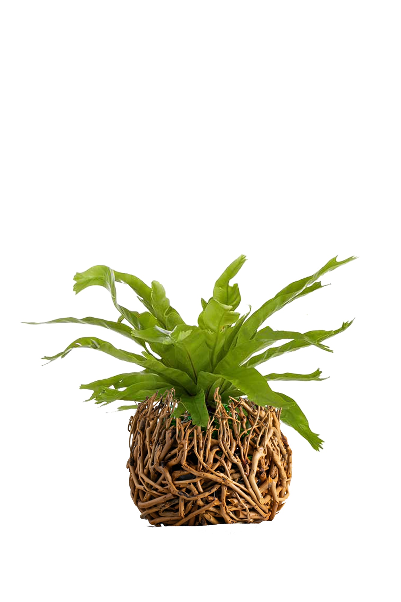 LiveTrends ASB05689 Wild Roots Live Bird's Nest Fern House Plant in 6-in Planter