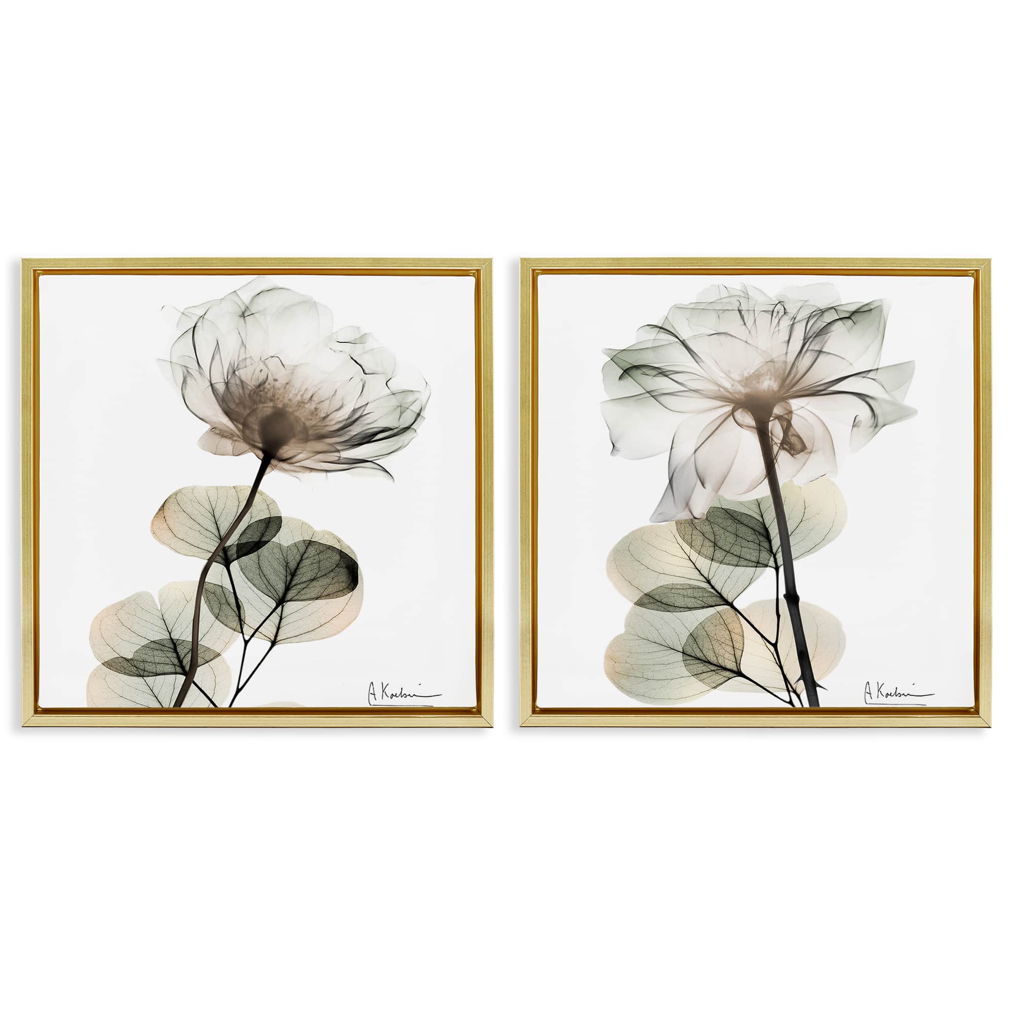 Stupell Industries B2-701-FFG-2PC-24X24 Cream Transparent Floral 2 Piece Gold Framed Floater Canvas Set By Albert Koetsier 25 x 25