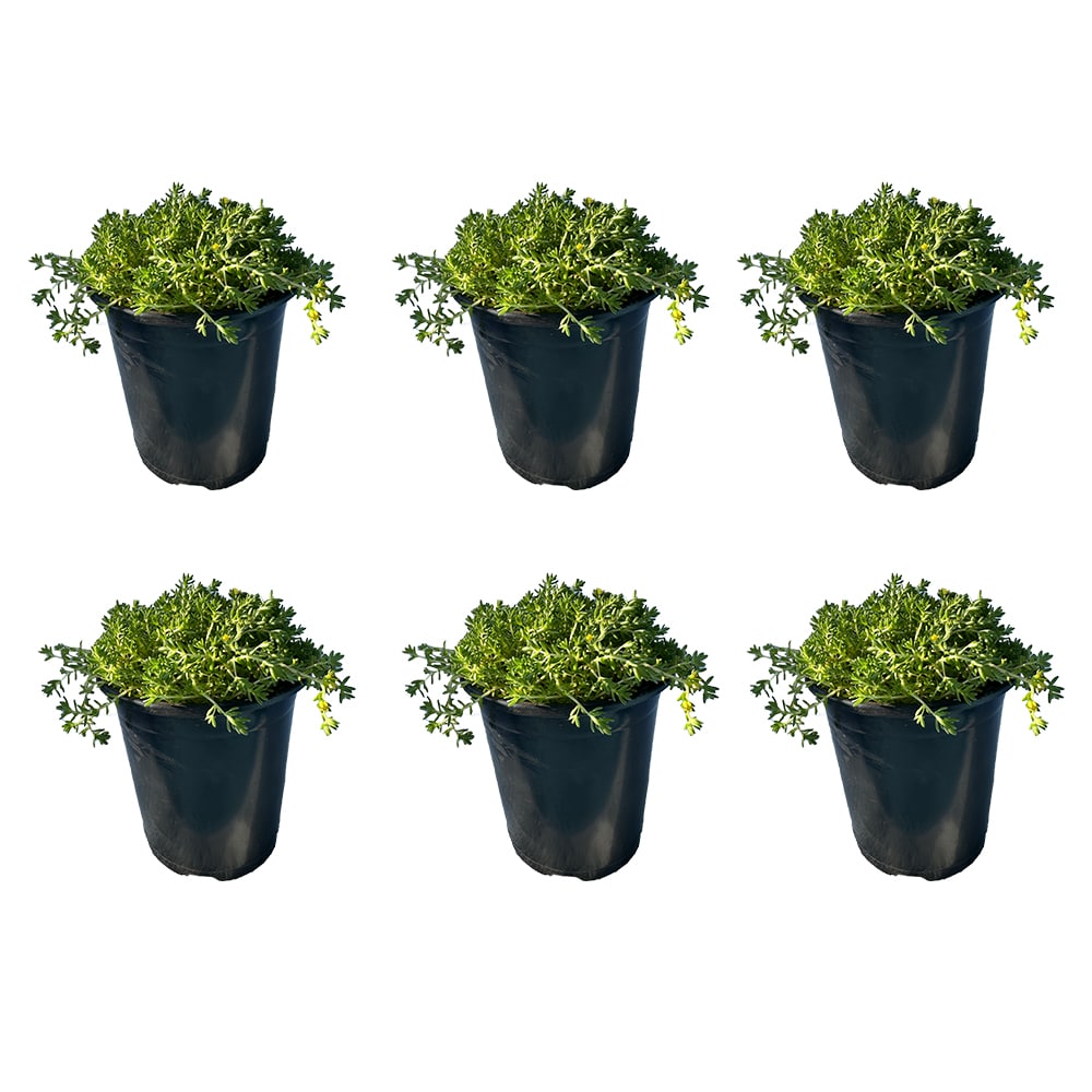 Runesay HBPLANT-12 Yellow Green Moss Sedum House plant in 6 Pack Pot 1 -Pack