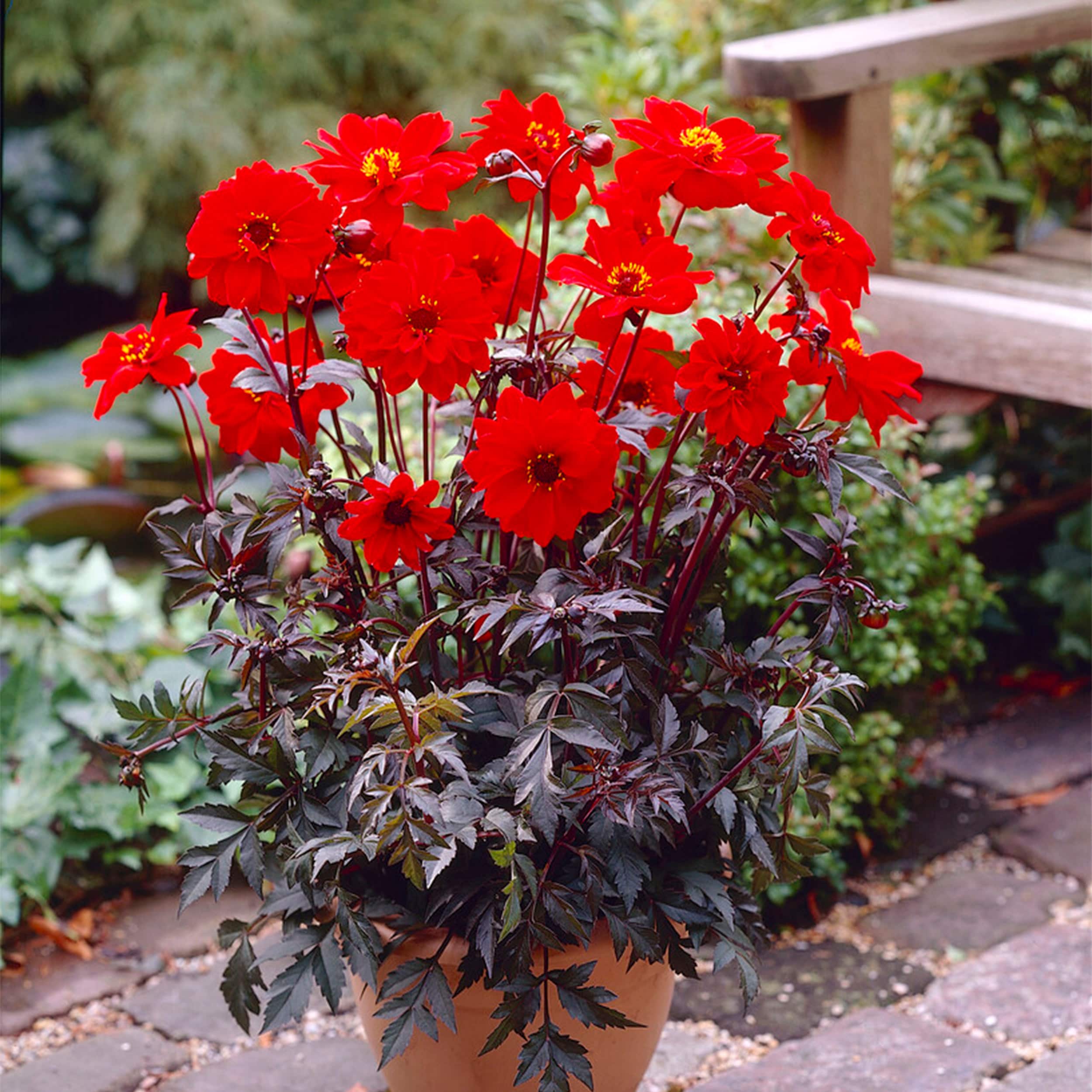 Garden State Bulb ECS-67-08-02 Plant-Bulbs - View #6