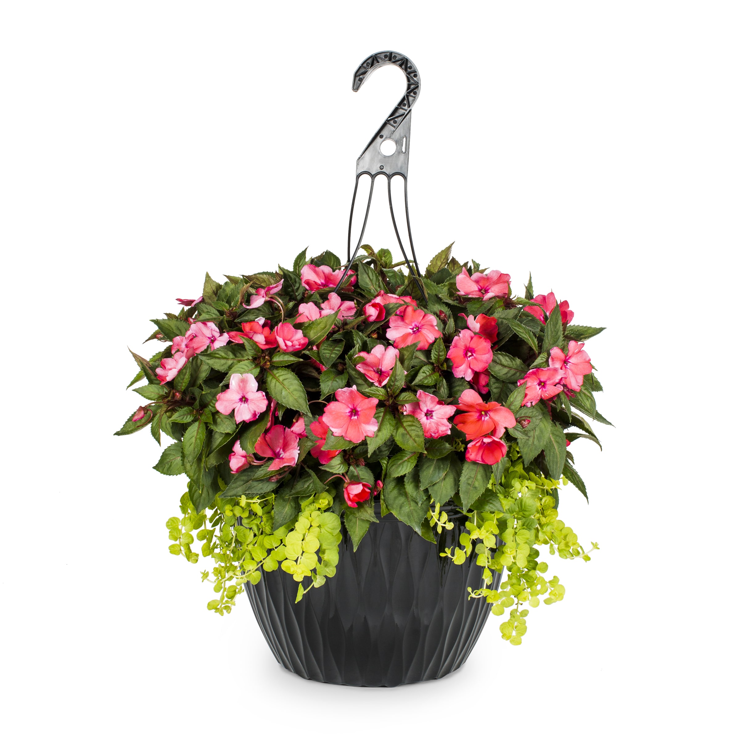 Lowe's Multicolor Sunpatiens Lovebird in 3.5-Gallon Hanging Basket at ...