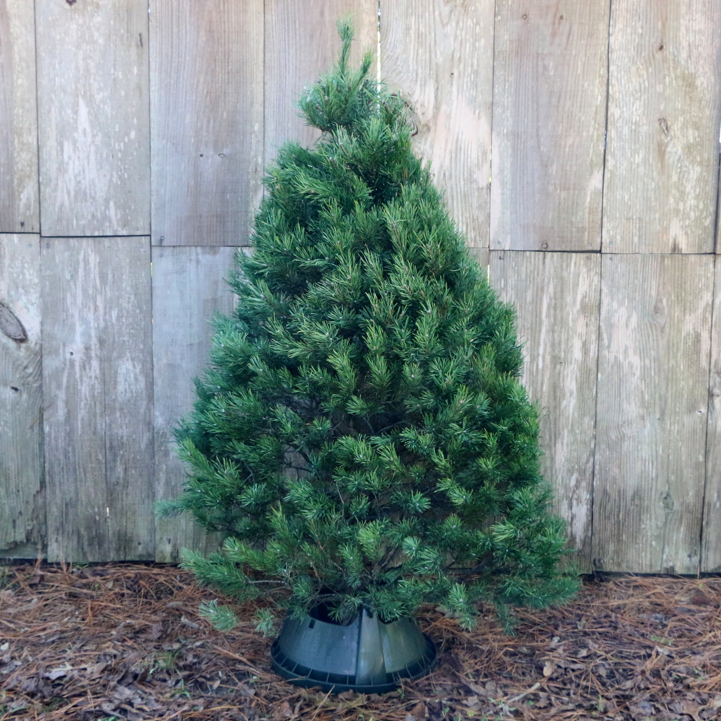 National Plant Network 5-Feet x 2.5-Feet Scotch pine Full Real Christmas Tree