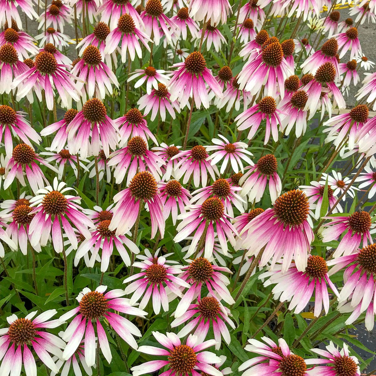 Direct Gardening 78126 perennials - View #2