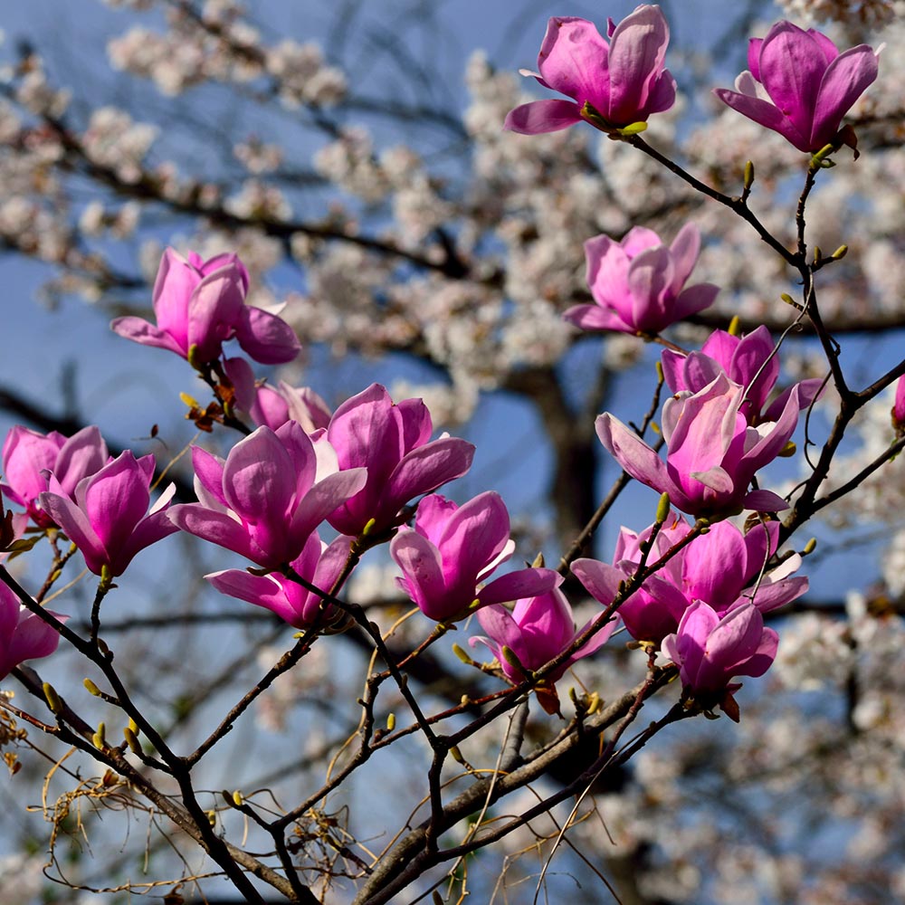 Brighter Blooms 10385 trees - View #3