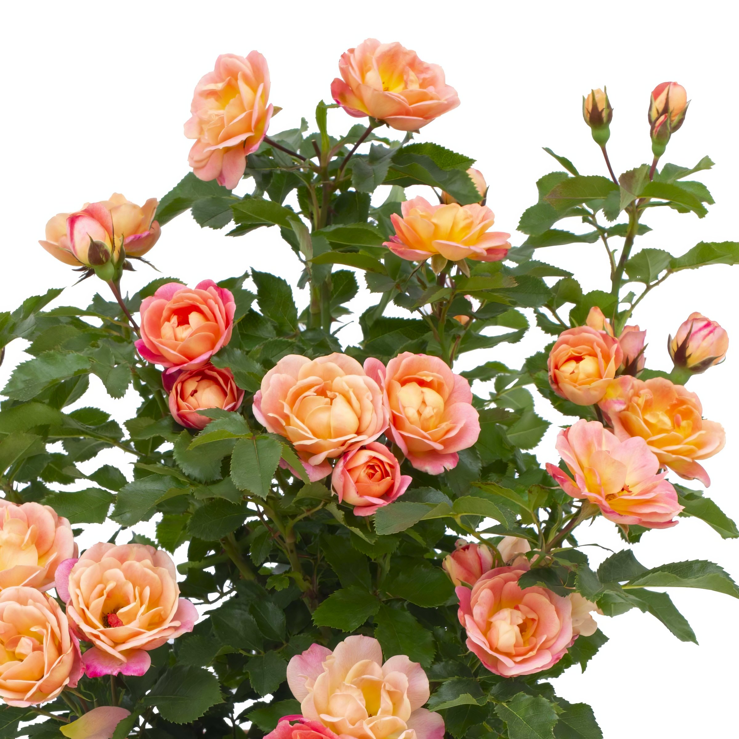 National Plant Network LW1795 roses - View #3