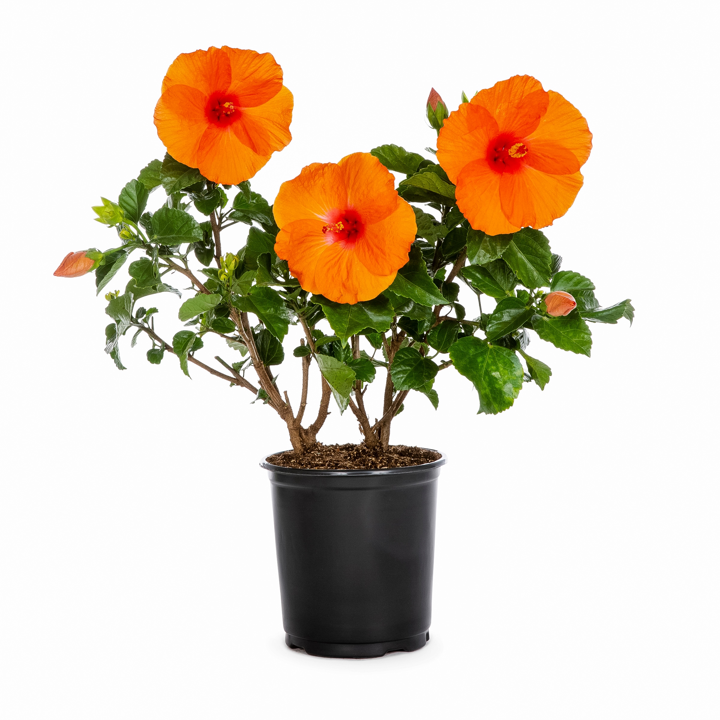 hardy-hibiscus-shrubs-at-lowes