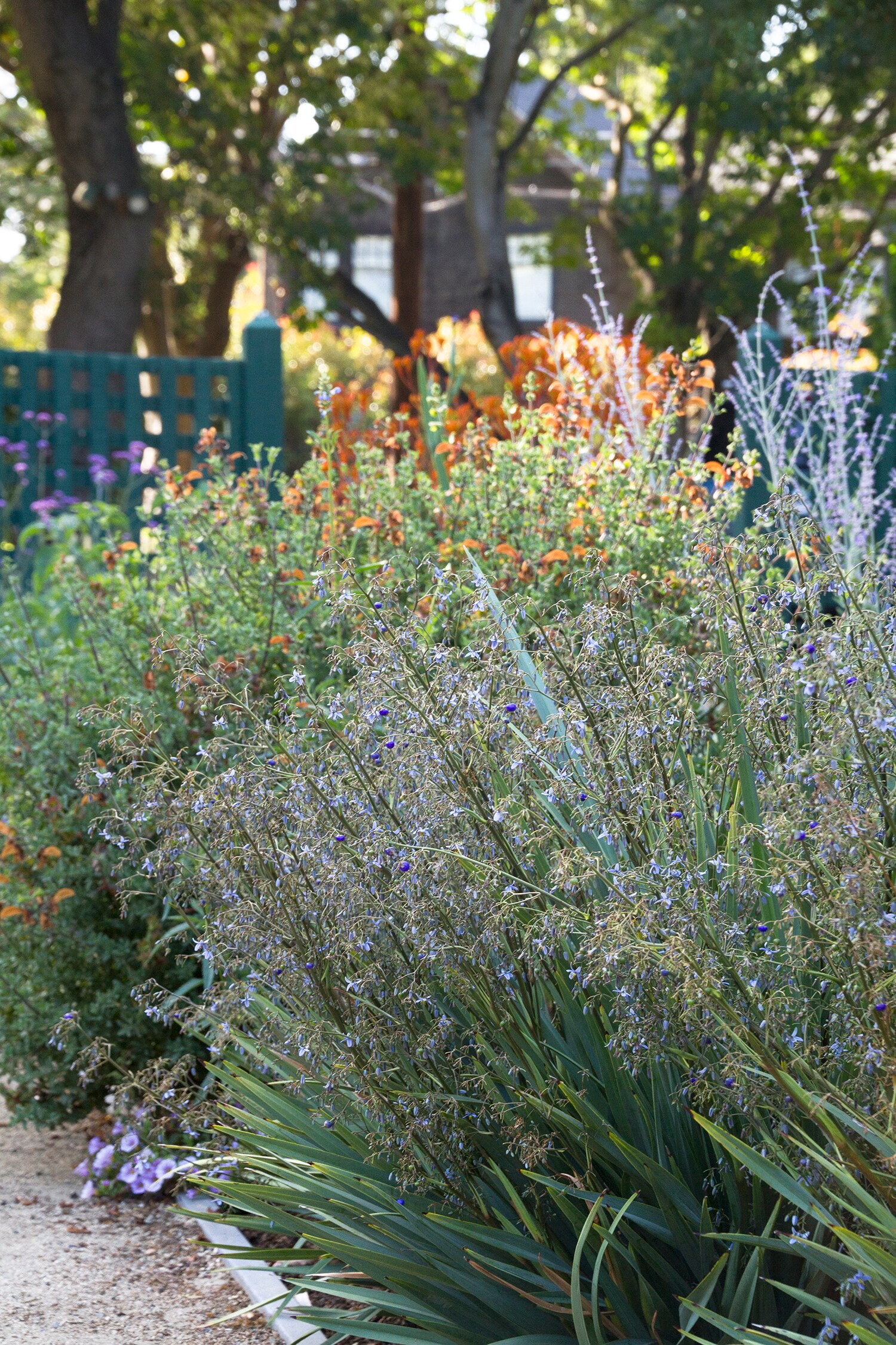 Monrovia 098301 Ornamental-Grasses - View #4