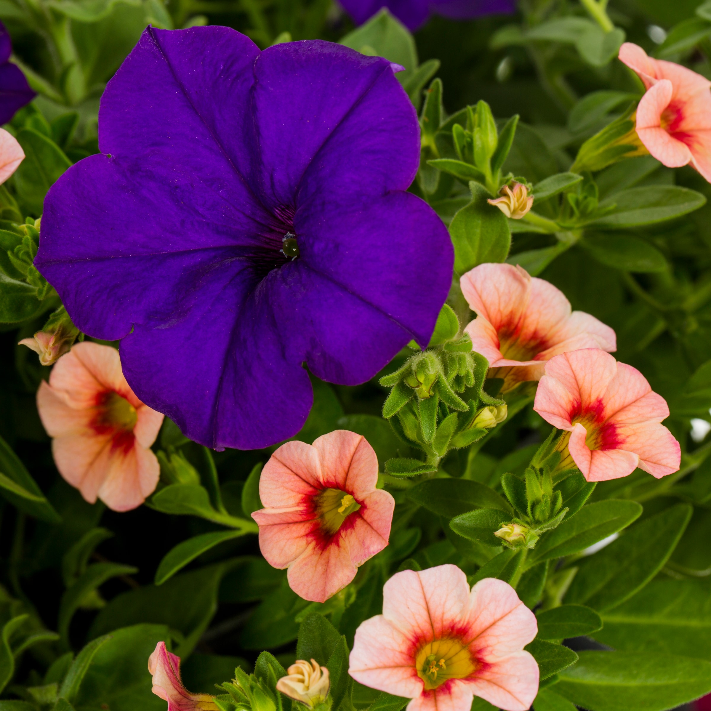 Ready Refill NURSERY annuals - View #2
