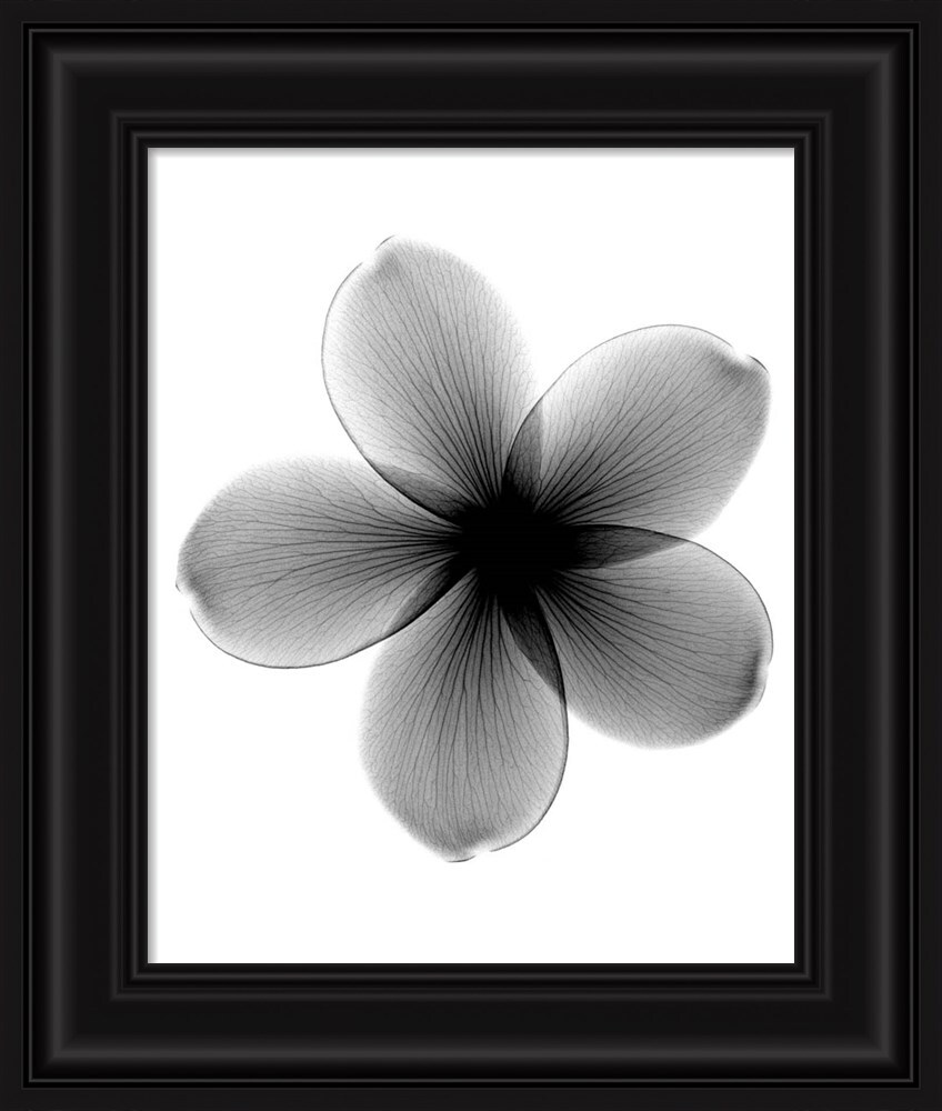 Metaverse Corporation PLI761309 Plumeria X-ray Bert Myers Black Framed 13-in H x 11-in W Floral Paper Print