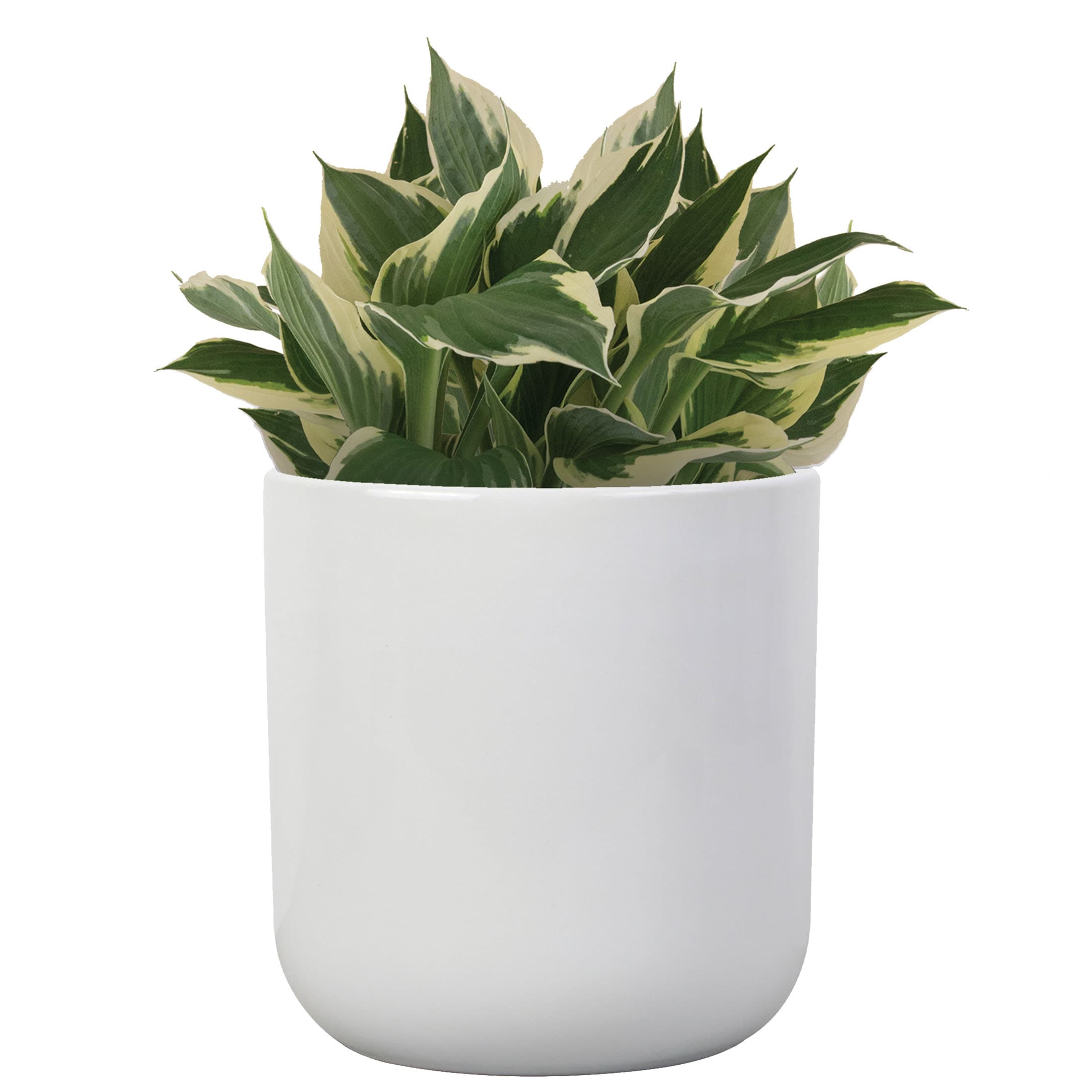 allen + roth CR01893N-05W Planter-Window-Box - View #3