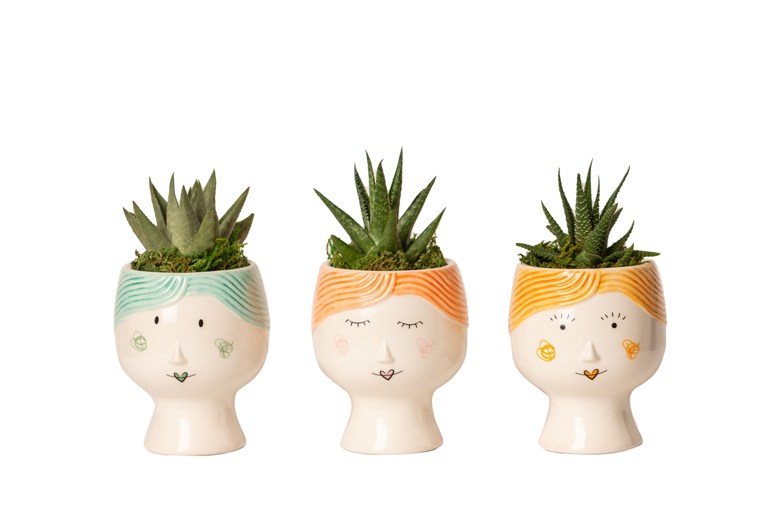LiveTrends ASB05622 Mama Dukes House plant in 2.3 Ounce(s) Pot 1.0 -Pack