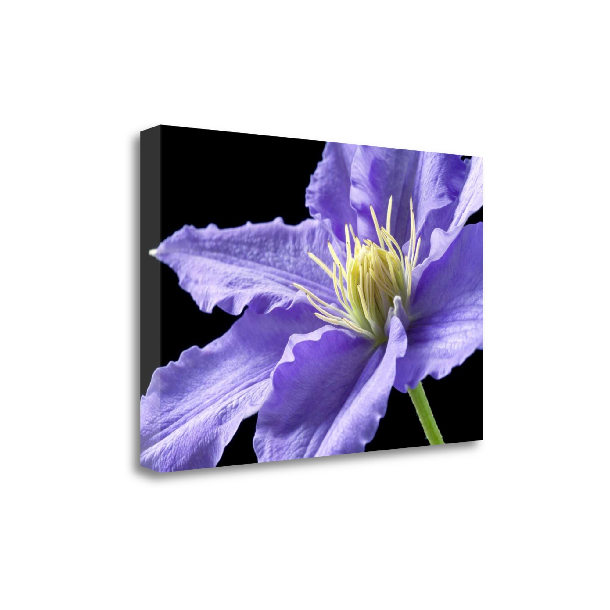 Tangletown Fine Art Purple Clematis Amalia Elena Veralli 20-in H x 29 ...