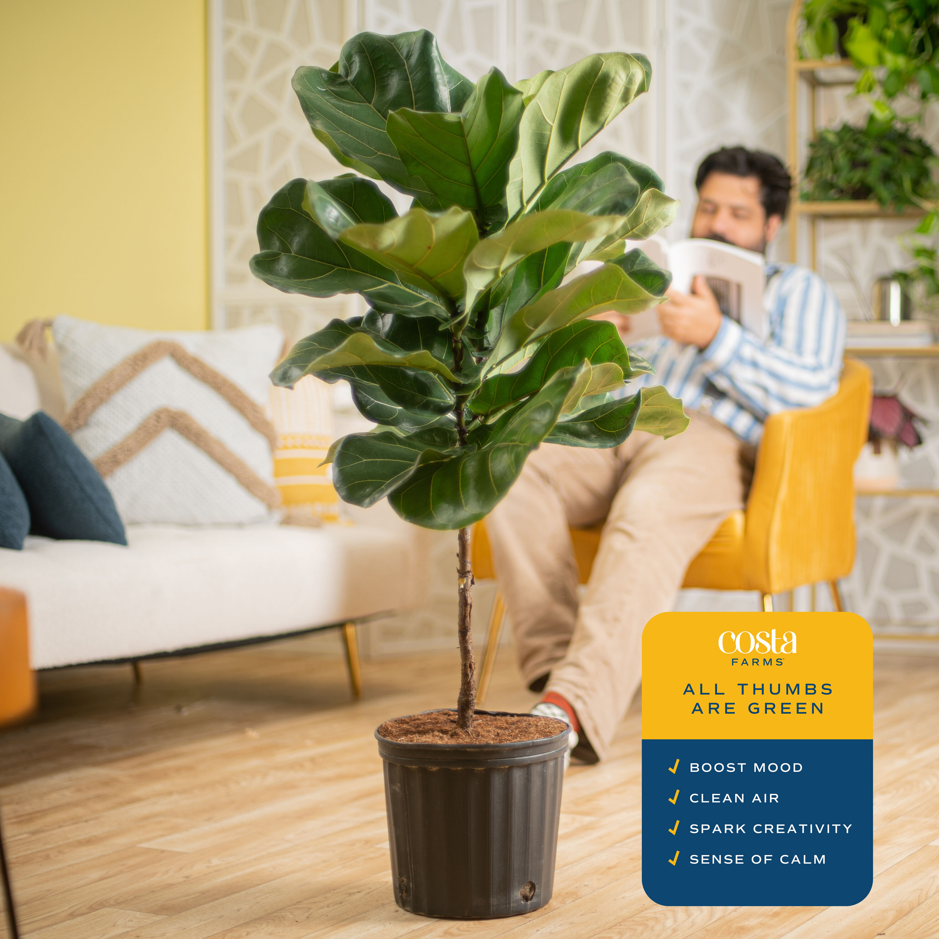 Lowe's 1287356 hseplants - View #3