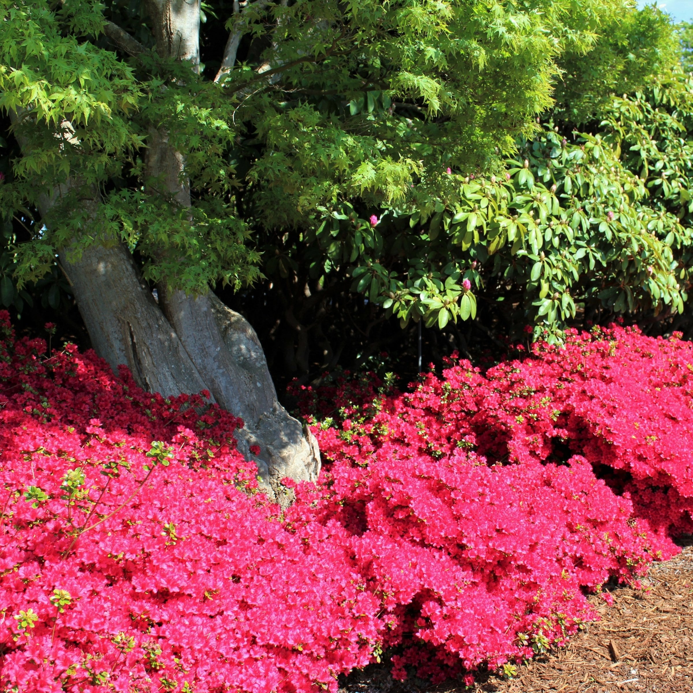 National Plant Network LW1839 shrubs - View #4
