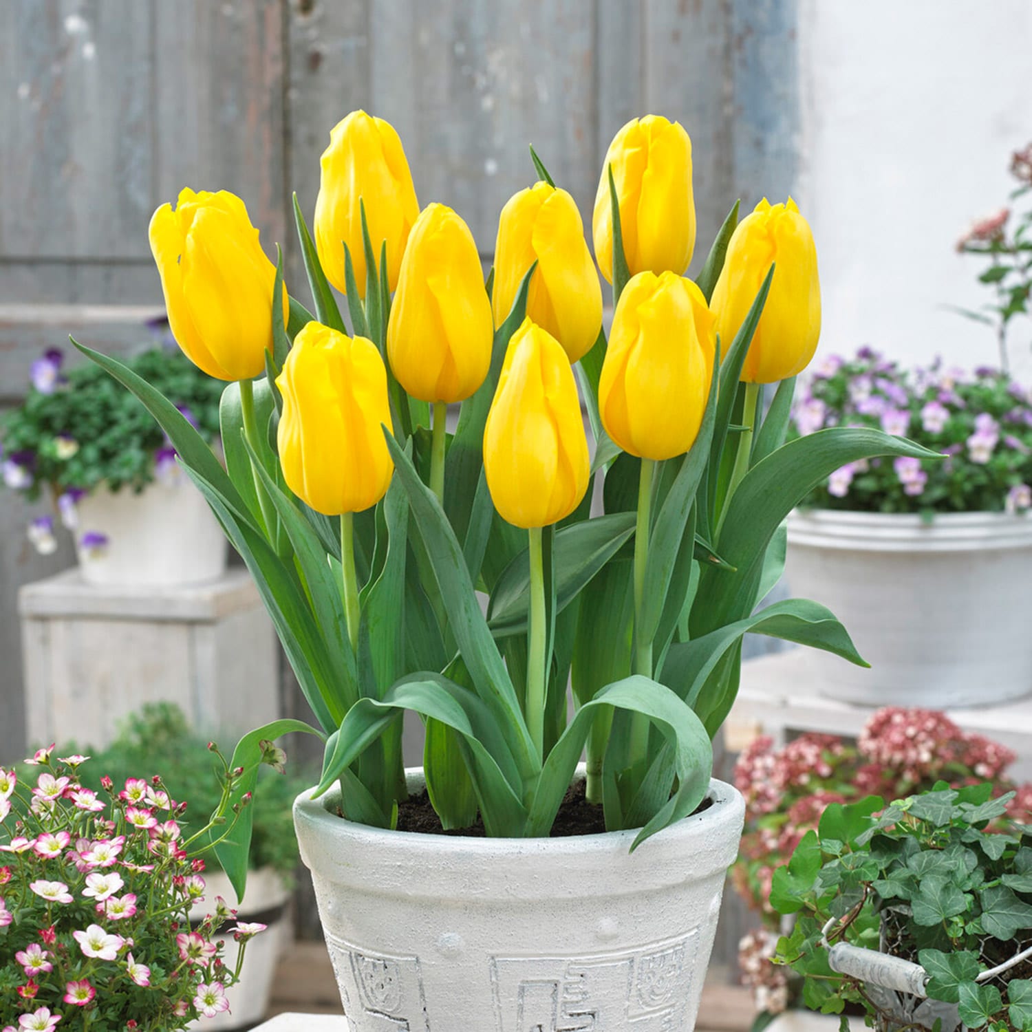 Garden State Bulb ECF-54-100-04 Plant-Bulbs - View #6