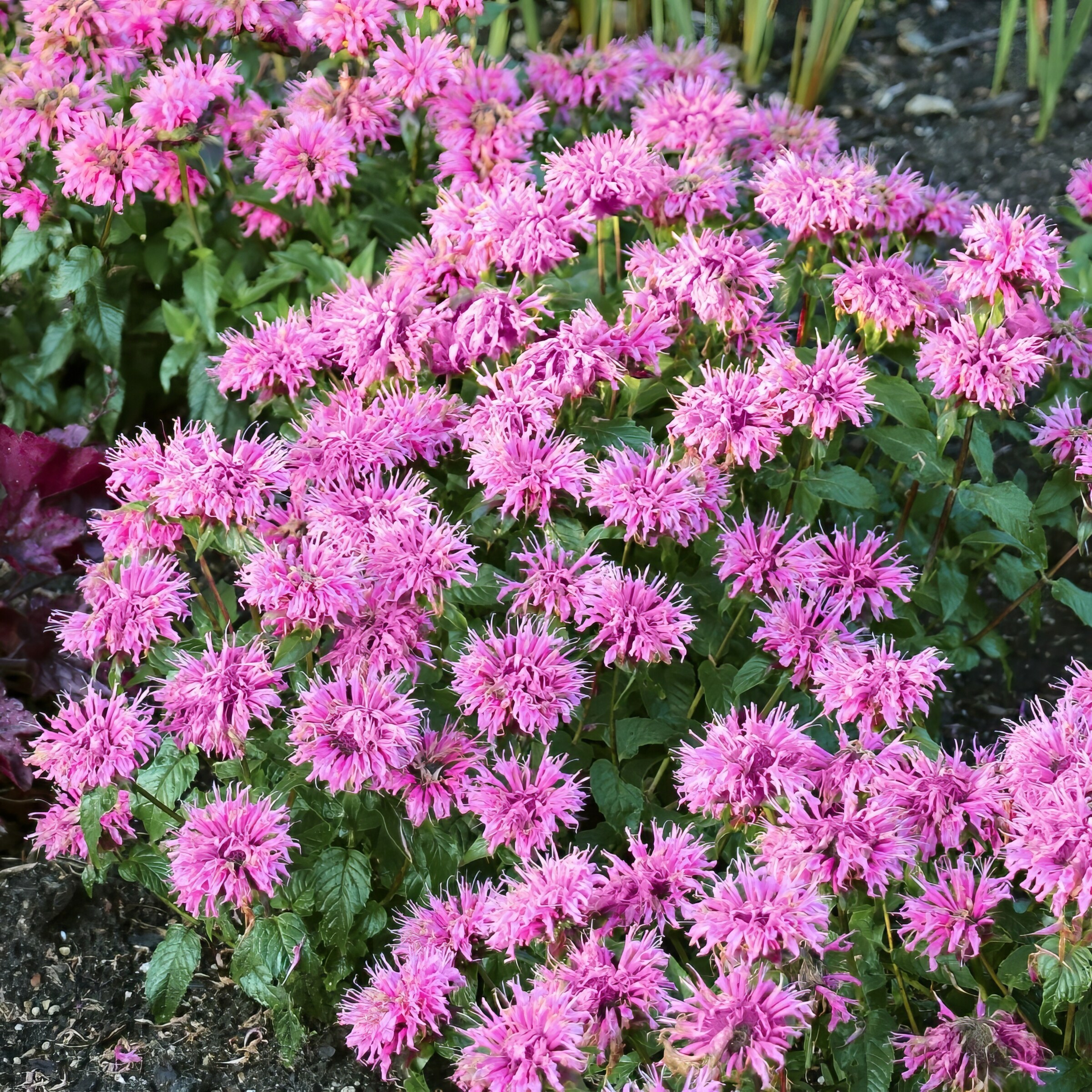 National Plant Network LW1582 perennials - View #7