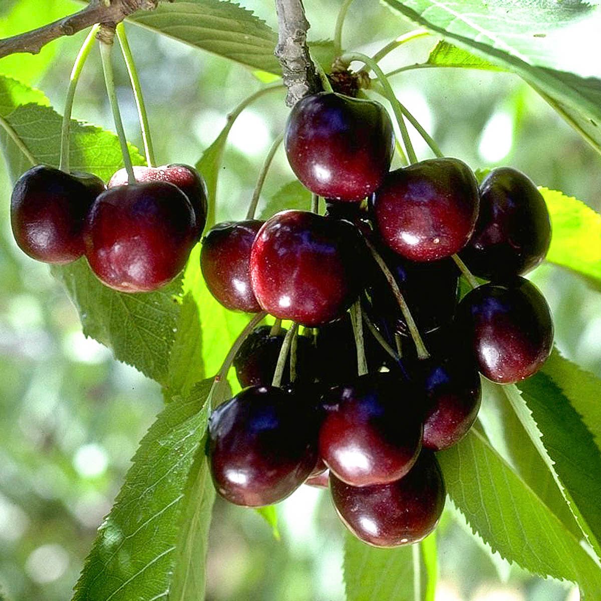 Gurney's Seed and Nursery 97628 1 Count Fruit Tree Black Tartarian Cherry Bareroot