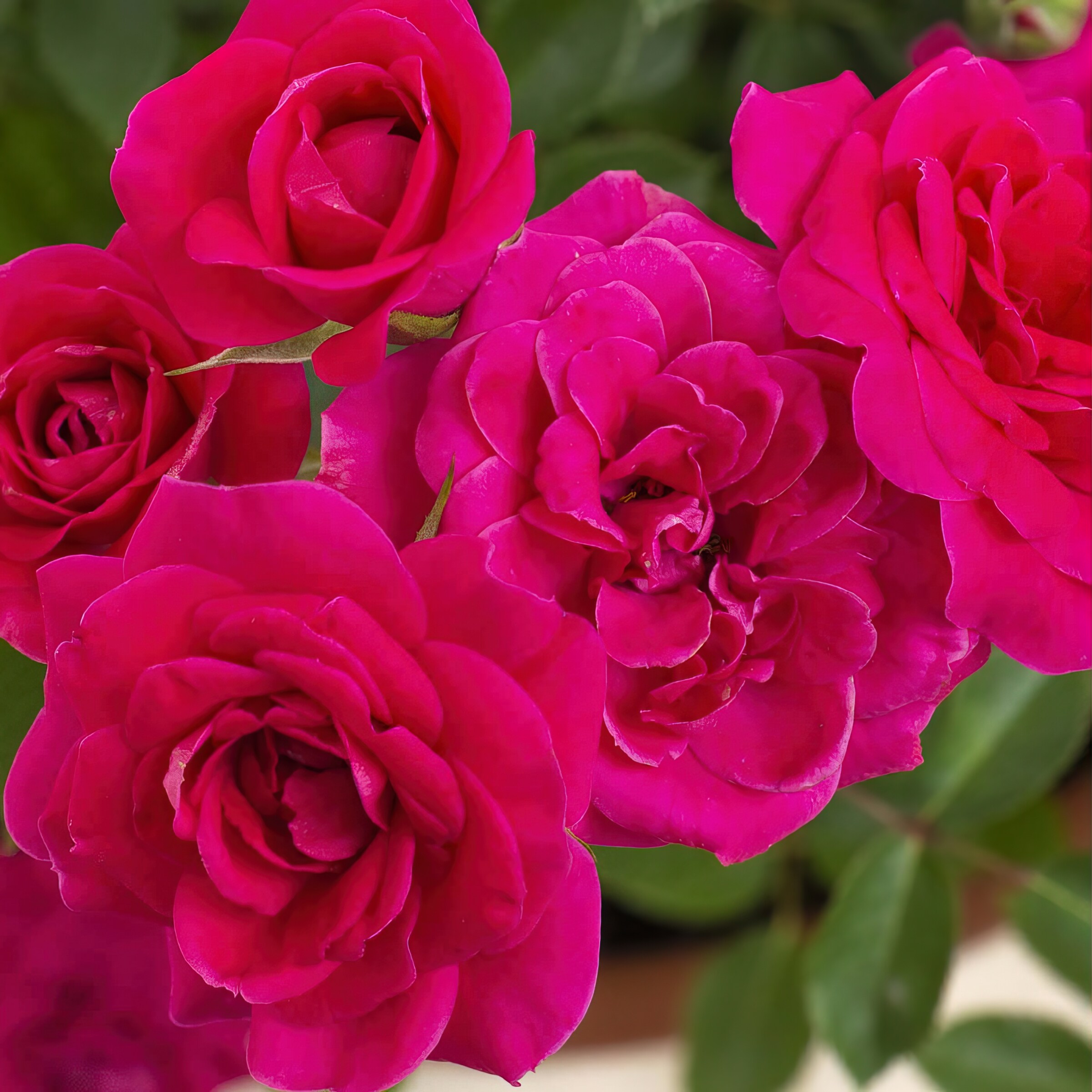 National Plant Network LW1604 roses - View #3